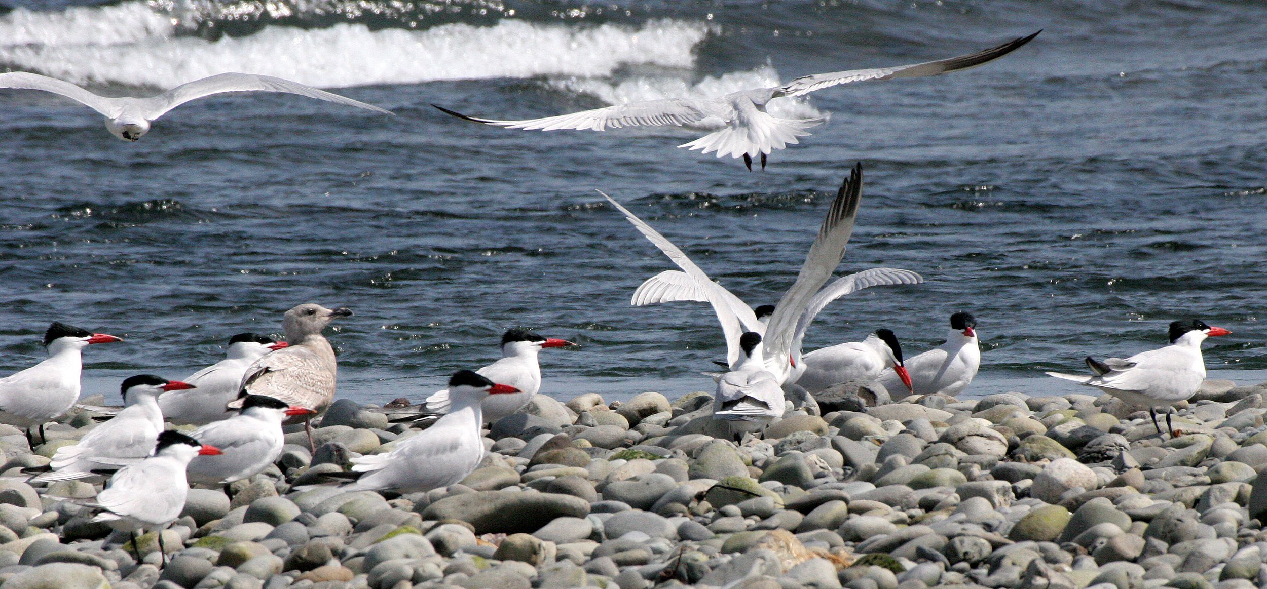 BIRD - TERN - CASPIAN TERNS - ELWHA RIVER MOUTH WA (30).JPG