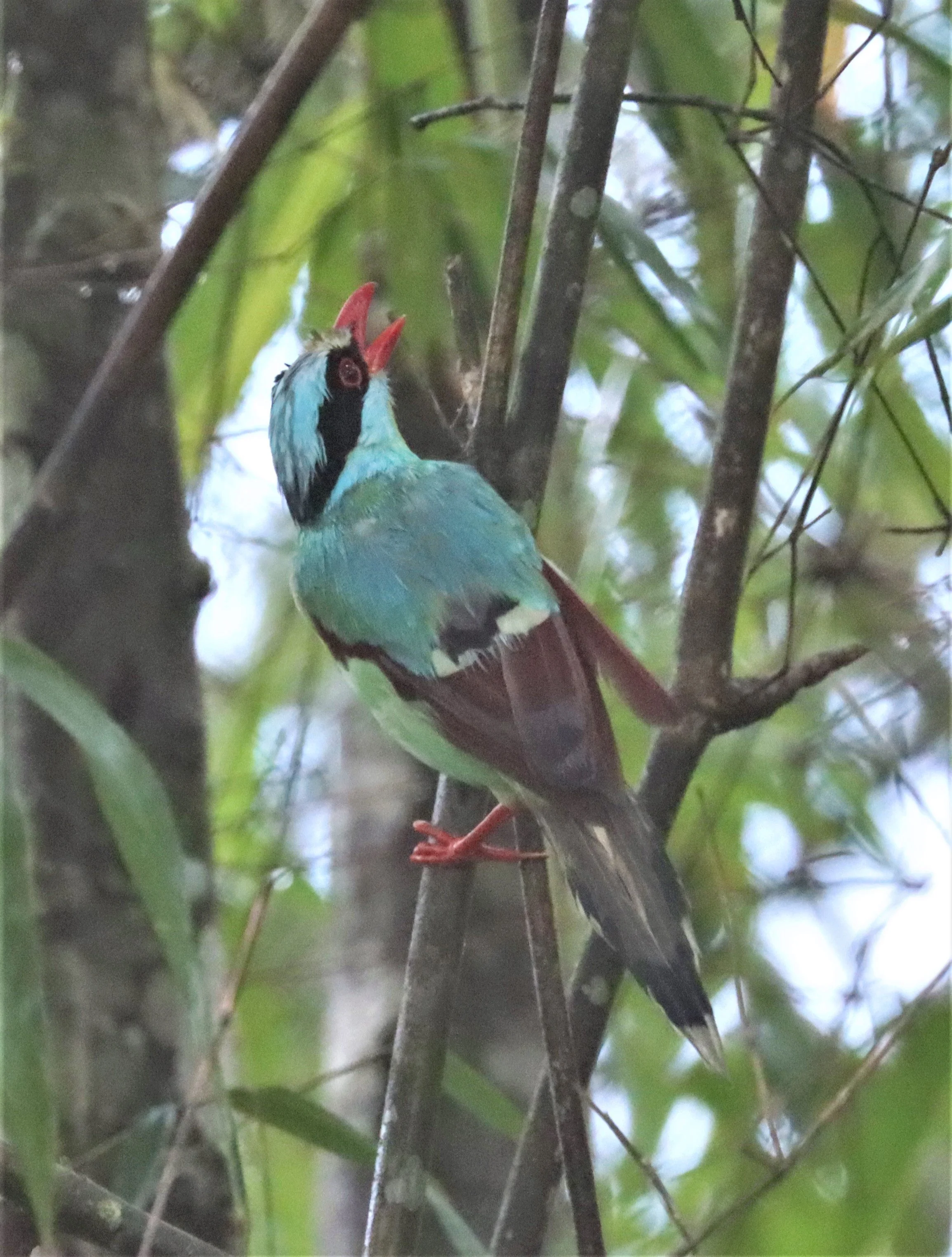 MAGPIE - COMMON GREEN MAGPIE - Cissa chinensis - KHAO YAI NP SEP 18 2021 GIFT'S IMAGES (5).jpg