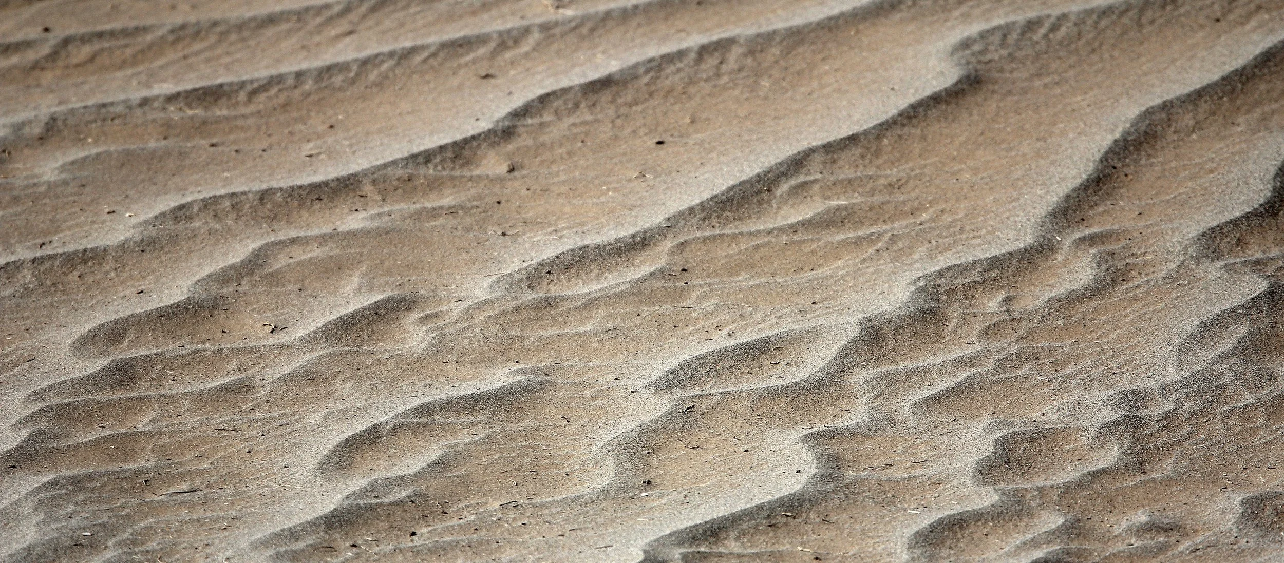 LOP NUR WILD BACTRIAN CAMEL RESERVE - XINJIANG CHINA (140).JPG