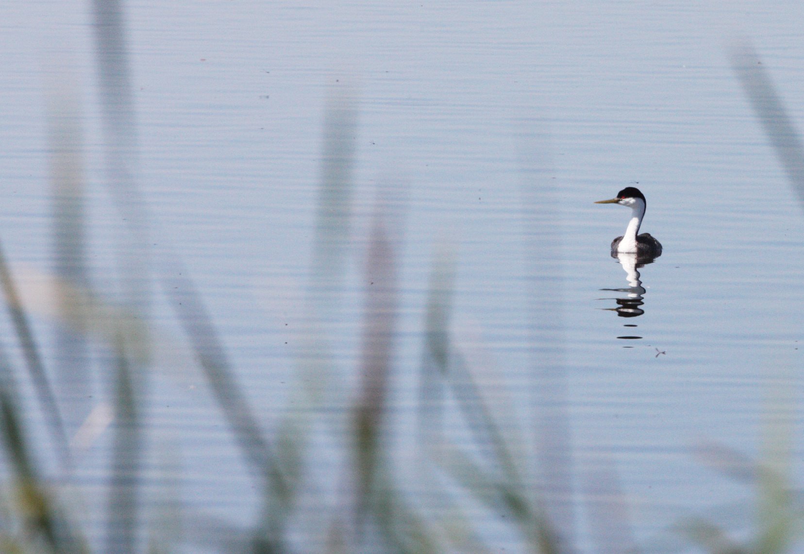 Western Grebe (Aechmophorus occidentalis) Kern NWR California (5).JPG