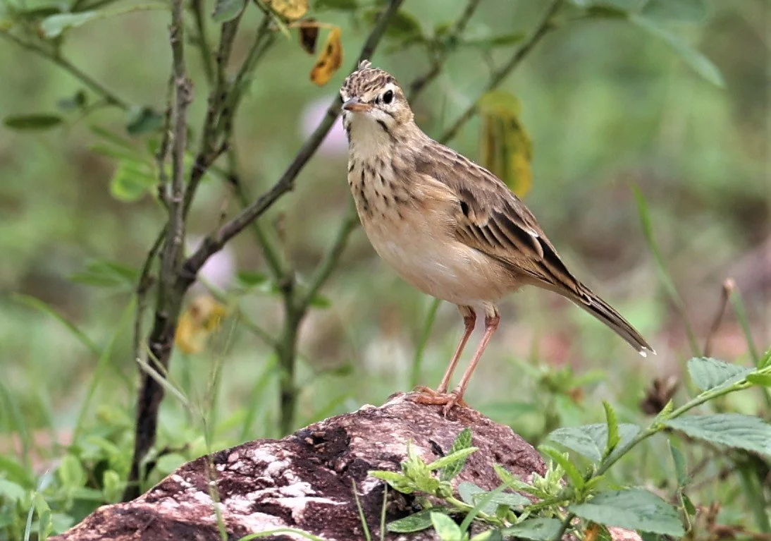 Paddyfield Pipit (Anthus rufulus) PHU PLU SCRUBLANDS PETBURI (7).jpg