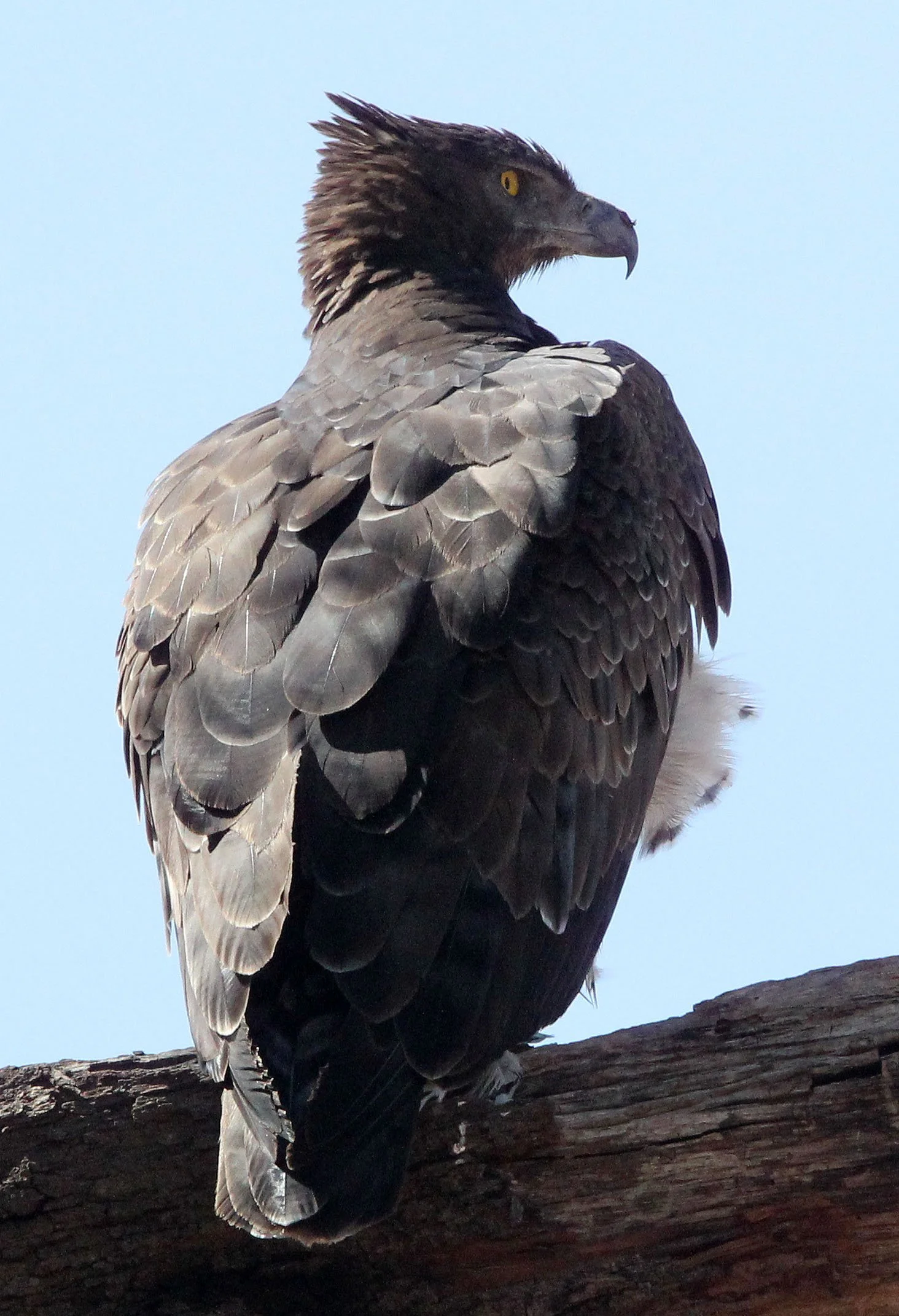 Polemaetus bellicosus - MARTIAL EAGLE - SAMBURU NATIONAL PARK KENYA (12).JPG