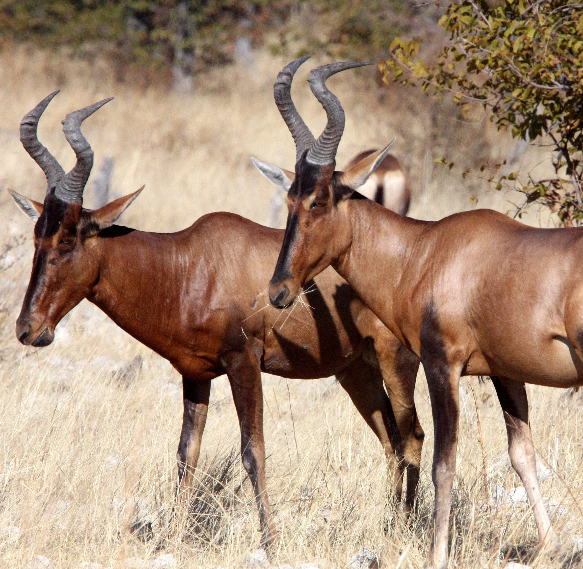 HARTEBEEST - RED HARTEBEEST -  Alcephalus caama - ETOSHA NATIONAL PARK NAMIBIA (19).JPG