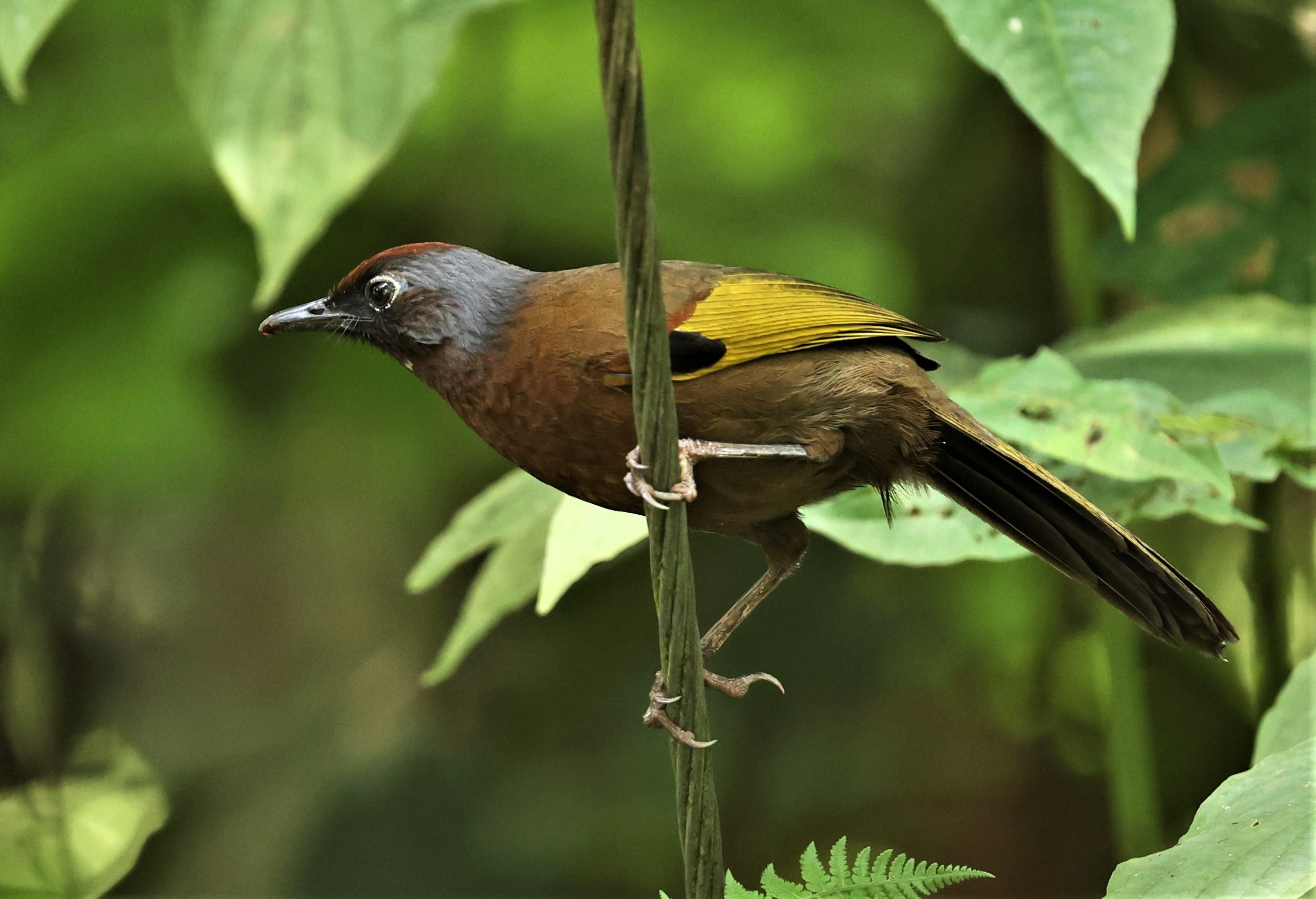 Trochalopteron peninsulae - MALAYAN LAUGHINGTHRUSH - FRASER'S HILL, MALAYSIA JUNE 2022 (330).jpg