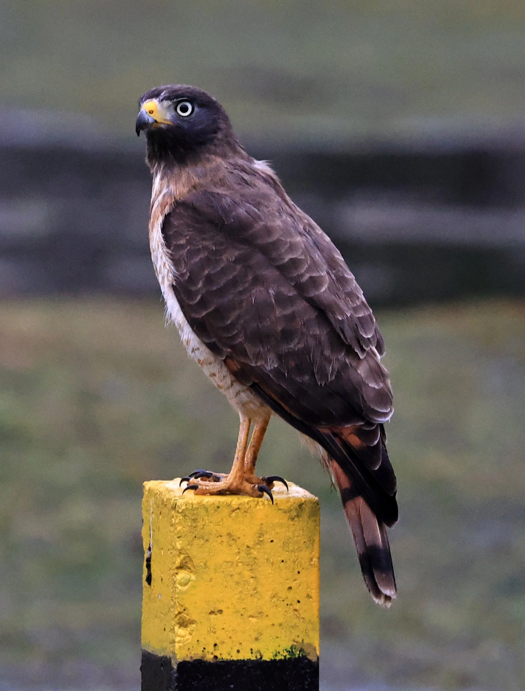 Roadside Hawk (Rupornis magnirostris) El Palmar National Park, Entre Rios, Argentina (11).jpg