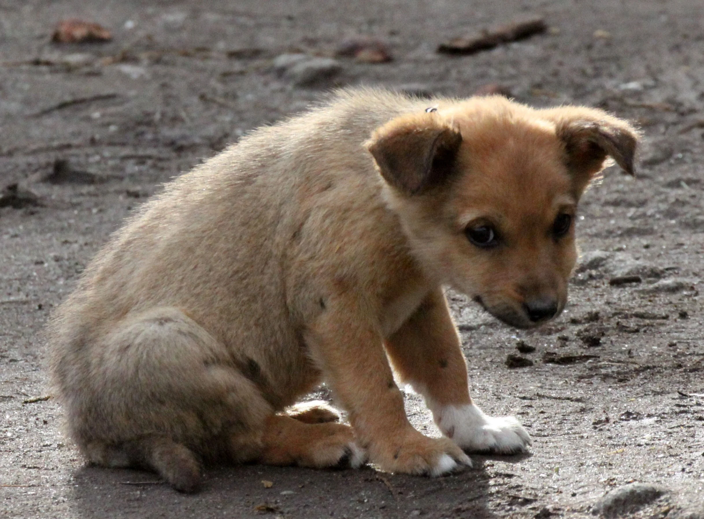 LAKE AWASSA ETHIOPIA (24).JPG
