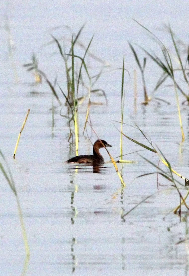 Little Grebe (Tachybaptus ruficollis) Nech Sar NP Ethiopia.JPG
