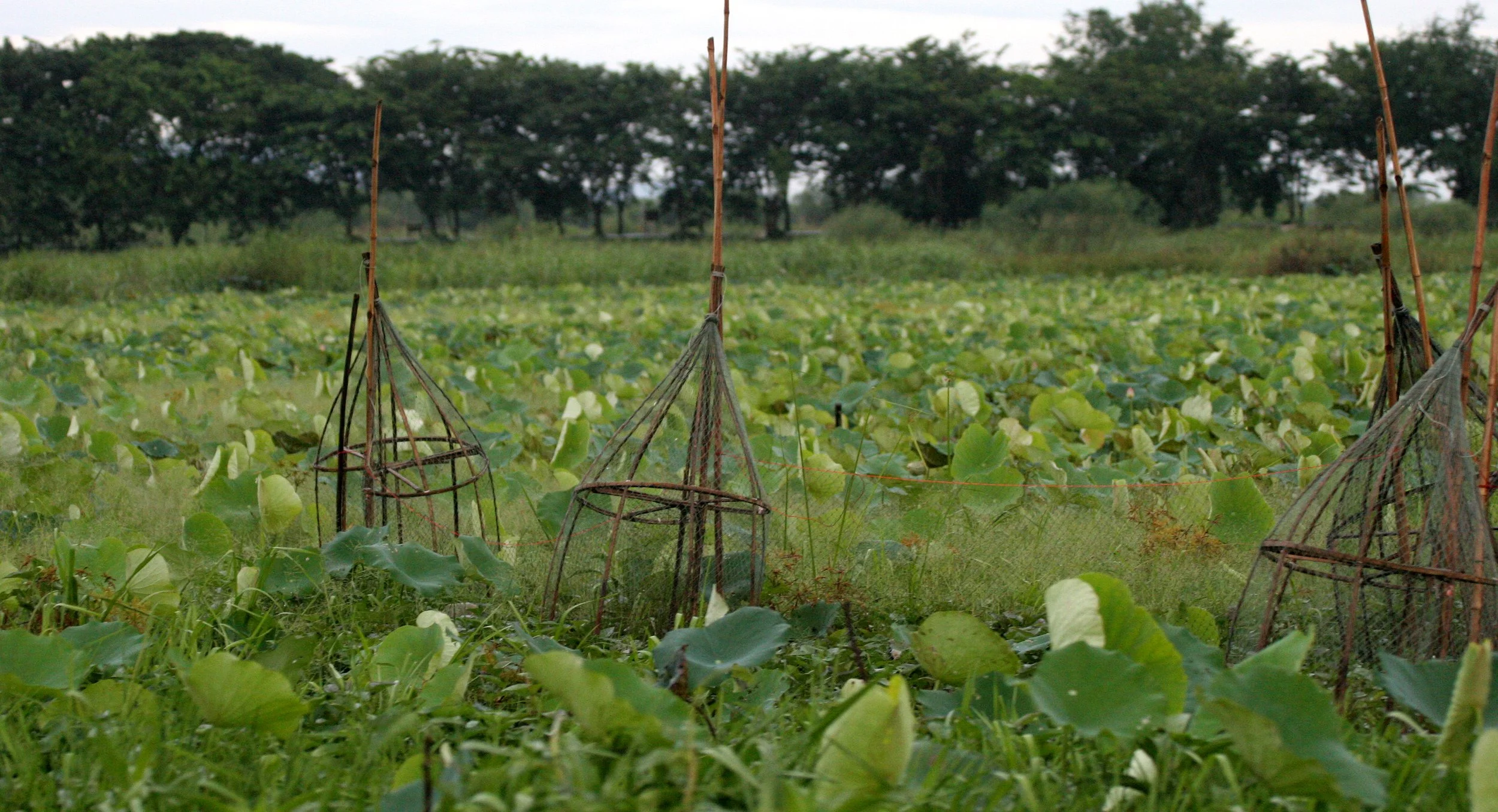 BUENG BORAPHET THAILAND - FISH TRAPS (2).JPG