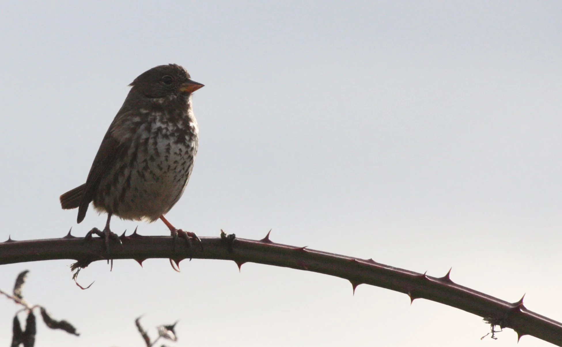 BIRD - SPARROW - FOX SPARROW - JAMESTOWN WA (12).JPG
