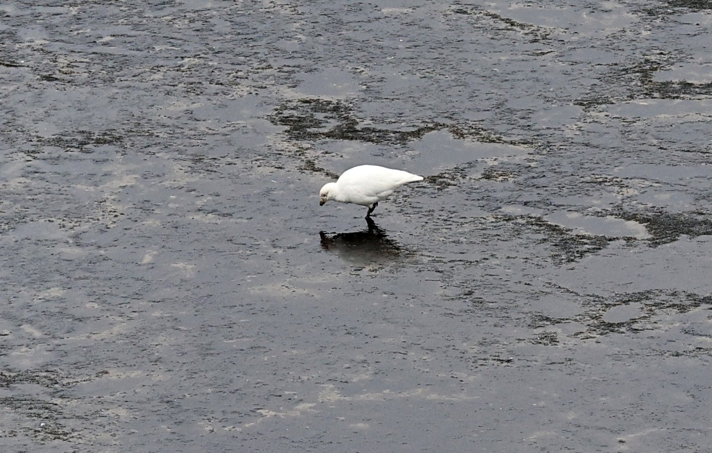 Snowy Sheathbill (Chionis albus) Puerto Pyramides, Valdes Peninsula, Chubut Province, Argentina (6).jpg