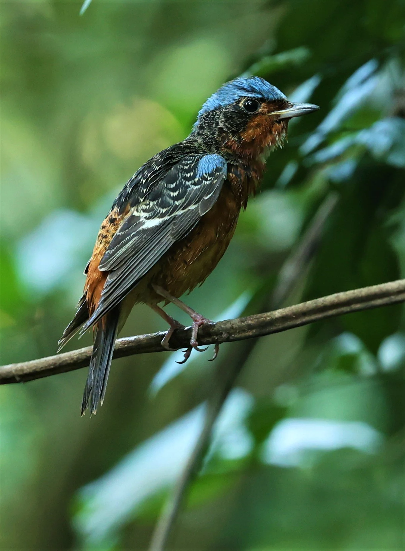ROCK-THRUSH - WHITE-THROATED ROCK-THRUSH - Monticola gularis - WAT THAM PRATHUM CHONBURI March 2022 (81).jpg