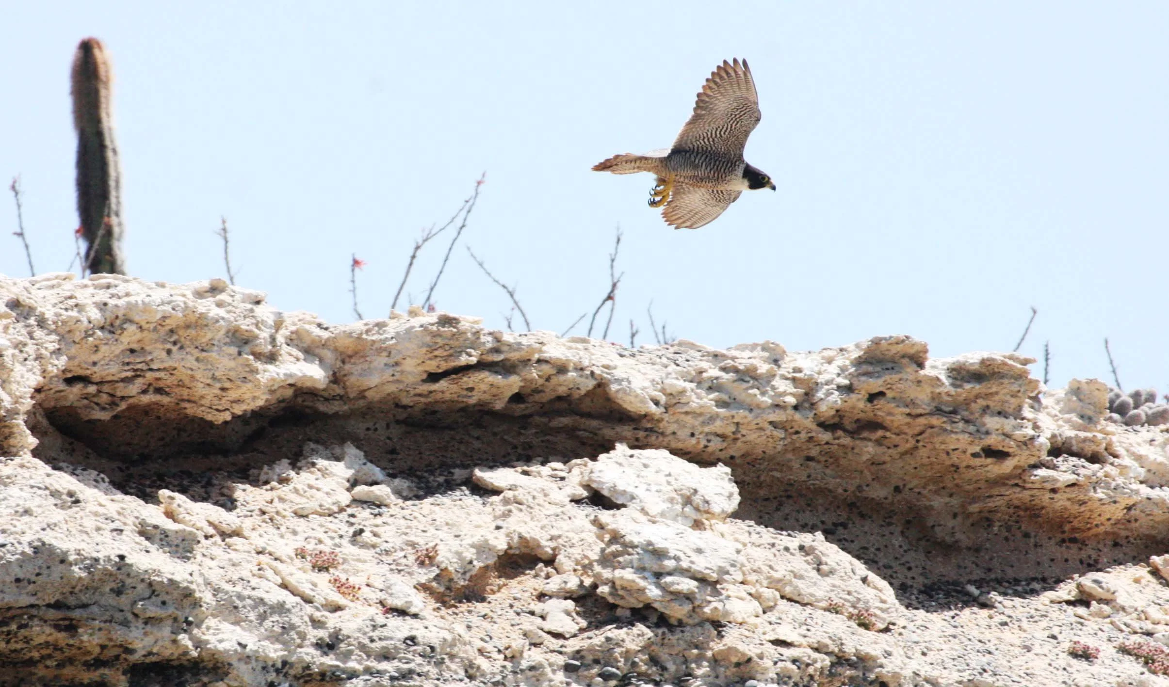 Falco peregrinus anatum - AMERICAN PEREGRINE FALCON - SAN IGNACIO LAGOON BAJA MEXICO (11).JPG