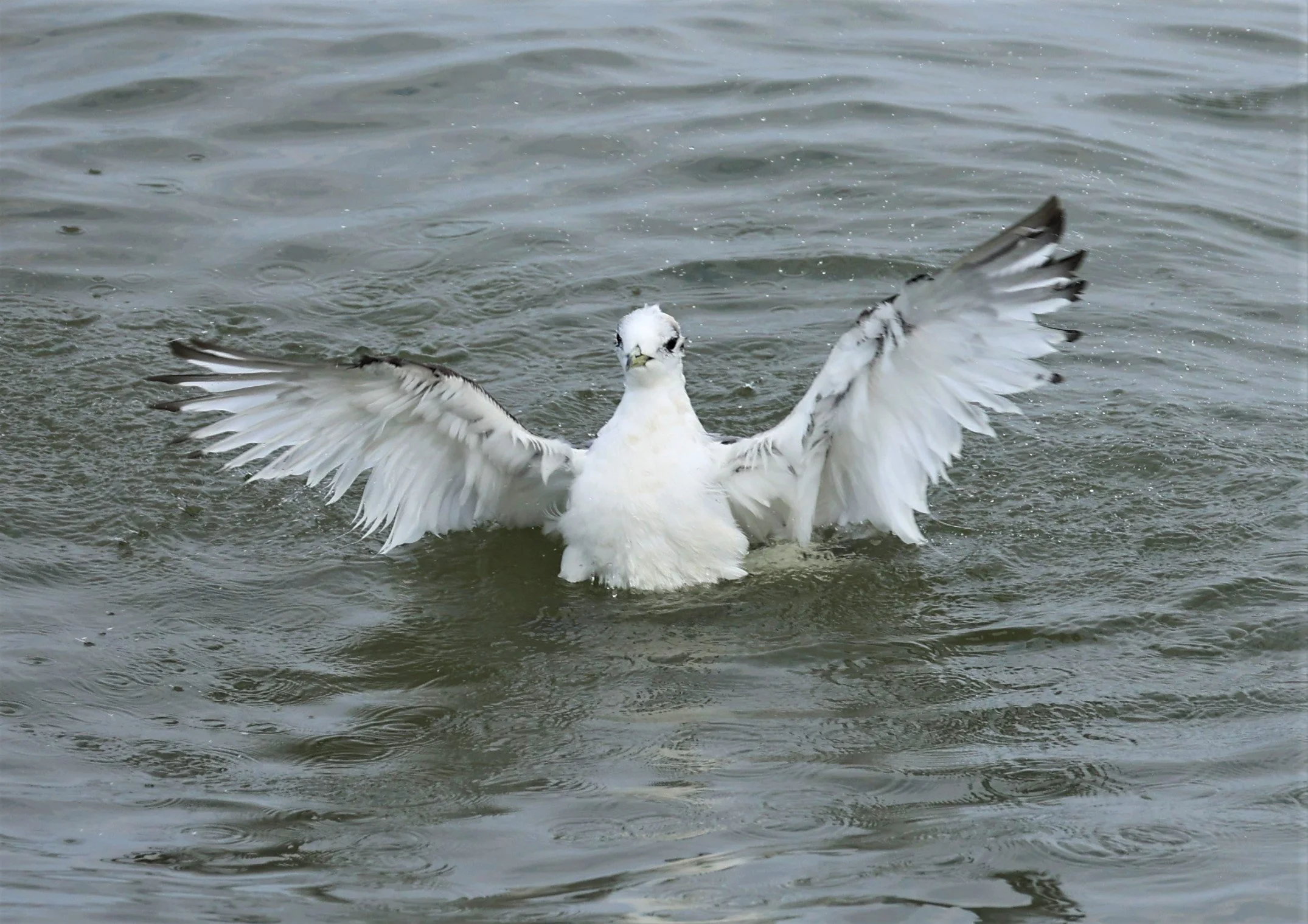 KITTIWAKE - BLACK-LEGGED KITTIWAKE - Rissa tridactyla - GULF OF SIAM OFF BANGKOK & SAMUT SAKHORN FEB 05 2022 (83).jpg