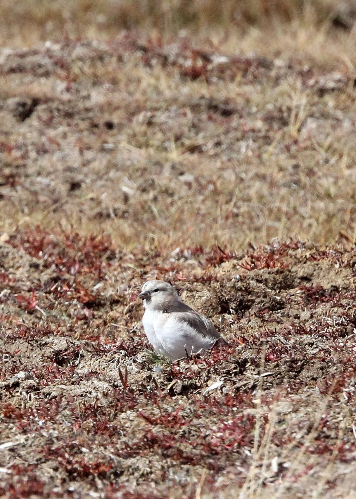 Mongolian Finch (Bucanetes mongolicus) Ku Hai Laike, Qinghai China (6).JPG