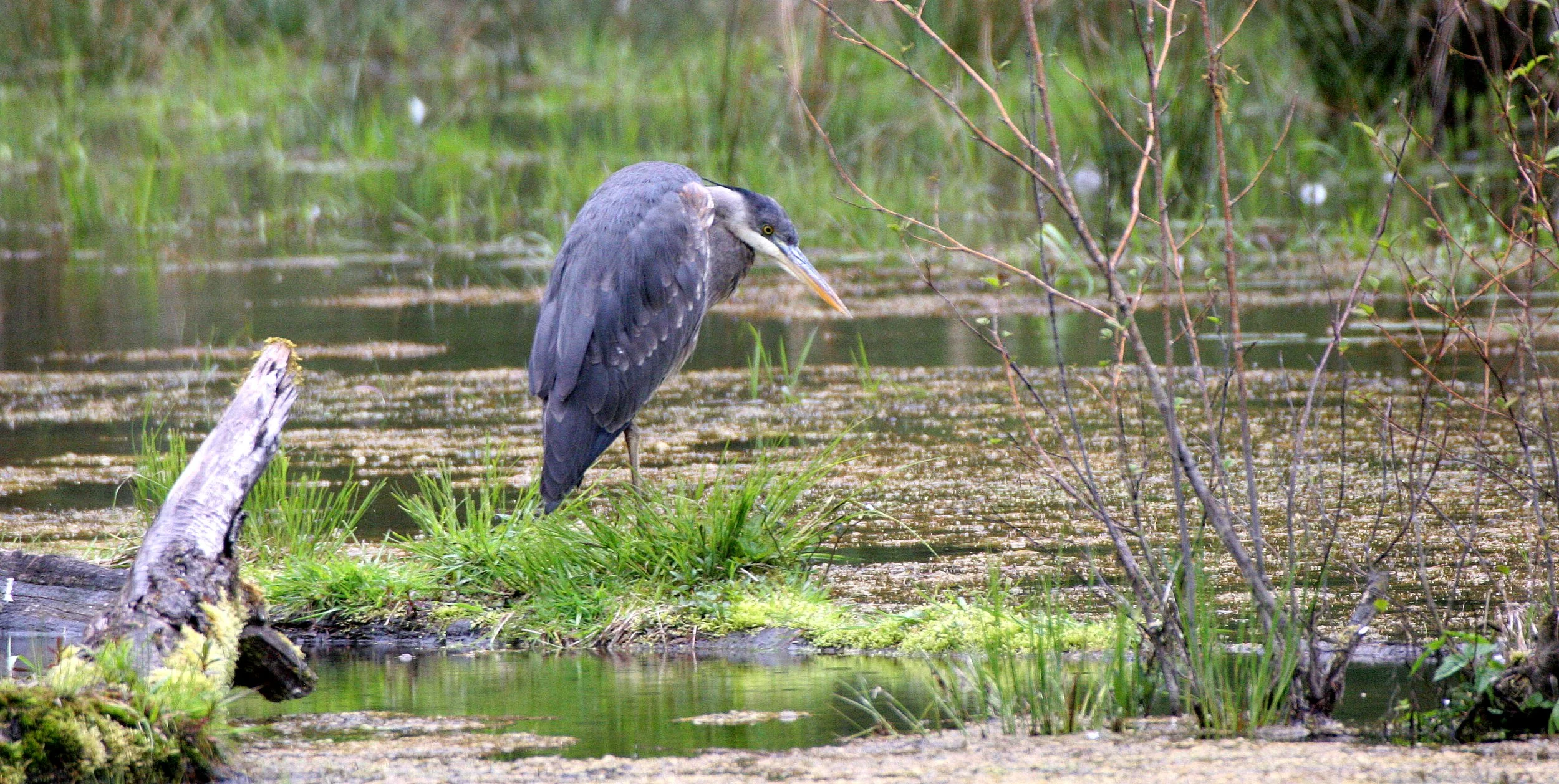 HERON - GREAT BLUE HERON- Ardea herodias - HUNTING IN HOH RIVER WETLAND WA (8).JPG