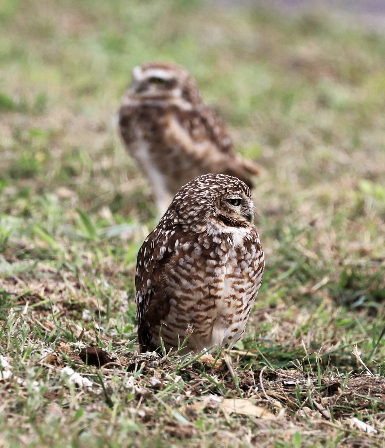 Burrowing Owl (Athene cunicularia) Aurora Chaquena near Neuland Mennonite Colony Paraguay (16).jpg