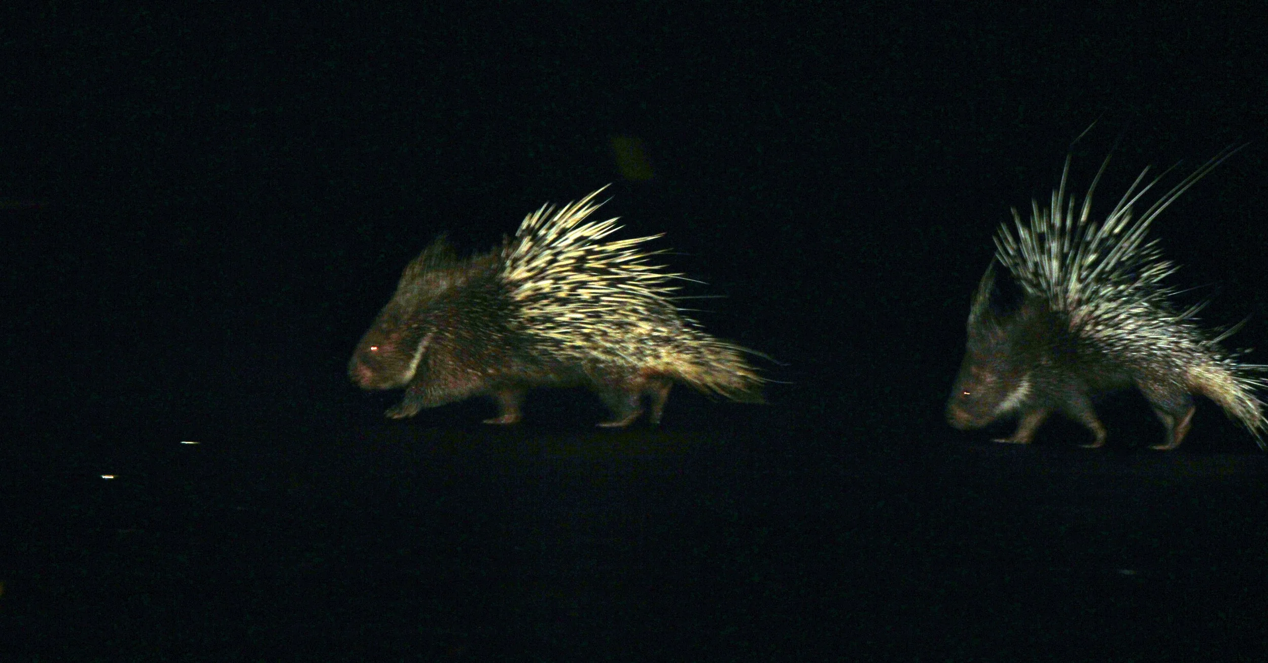 Hystrix brachyura - MALAYAN PORCUPINE - KHAO YAI NP THAILAND (57).JPG