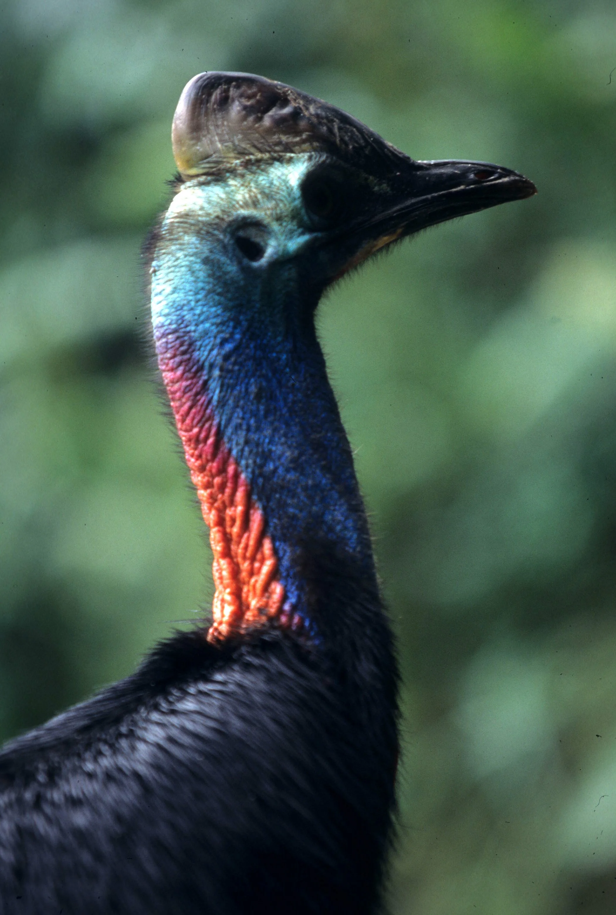 BIRD - SOUTHERN CASSOWARY - DAINTREE RAINFOREST K.jpg