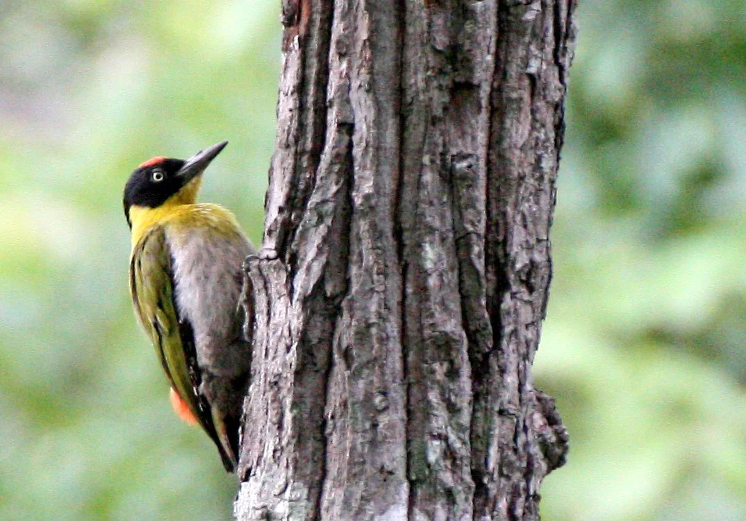 BIRD - WOODPECKER - BLACK-HEADED WOODPECKER - HUAI KHA KHAENG NWS THAILAND (10).jpg