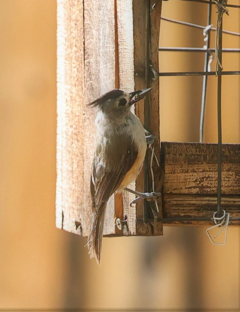Black-crested Titmouse (Baeolophus atricristatus) Davis Mountains State Park, Texas (4).jpg