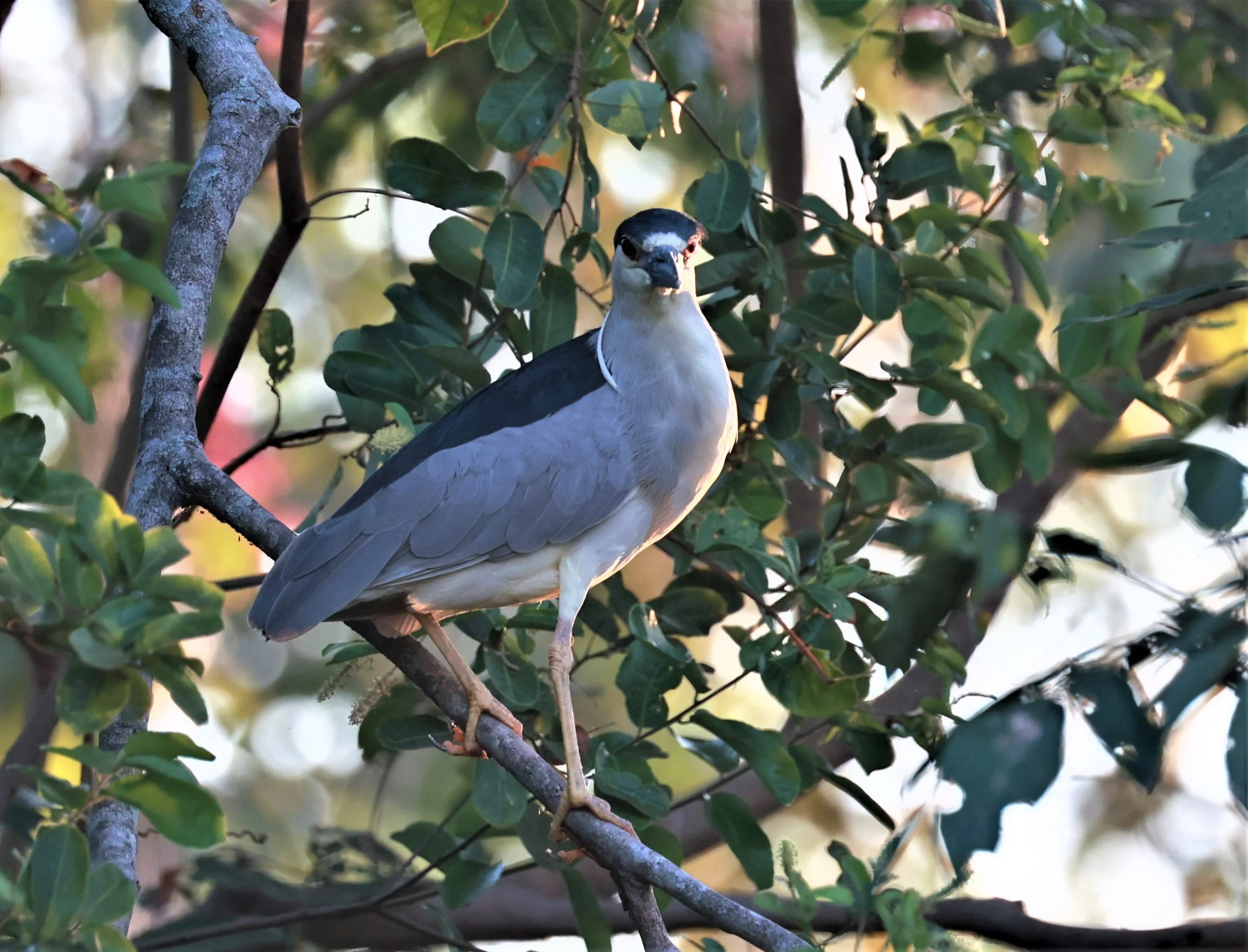 Heron - Black-crowned Night-Heron - Nycticorax nycticorax - Pantanal, Encontro das Águas State Park, Porto Jofre, Cuiaba River, Brazil (14).JPG