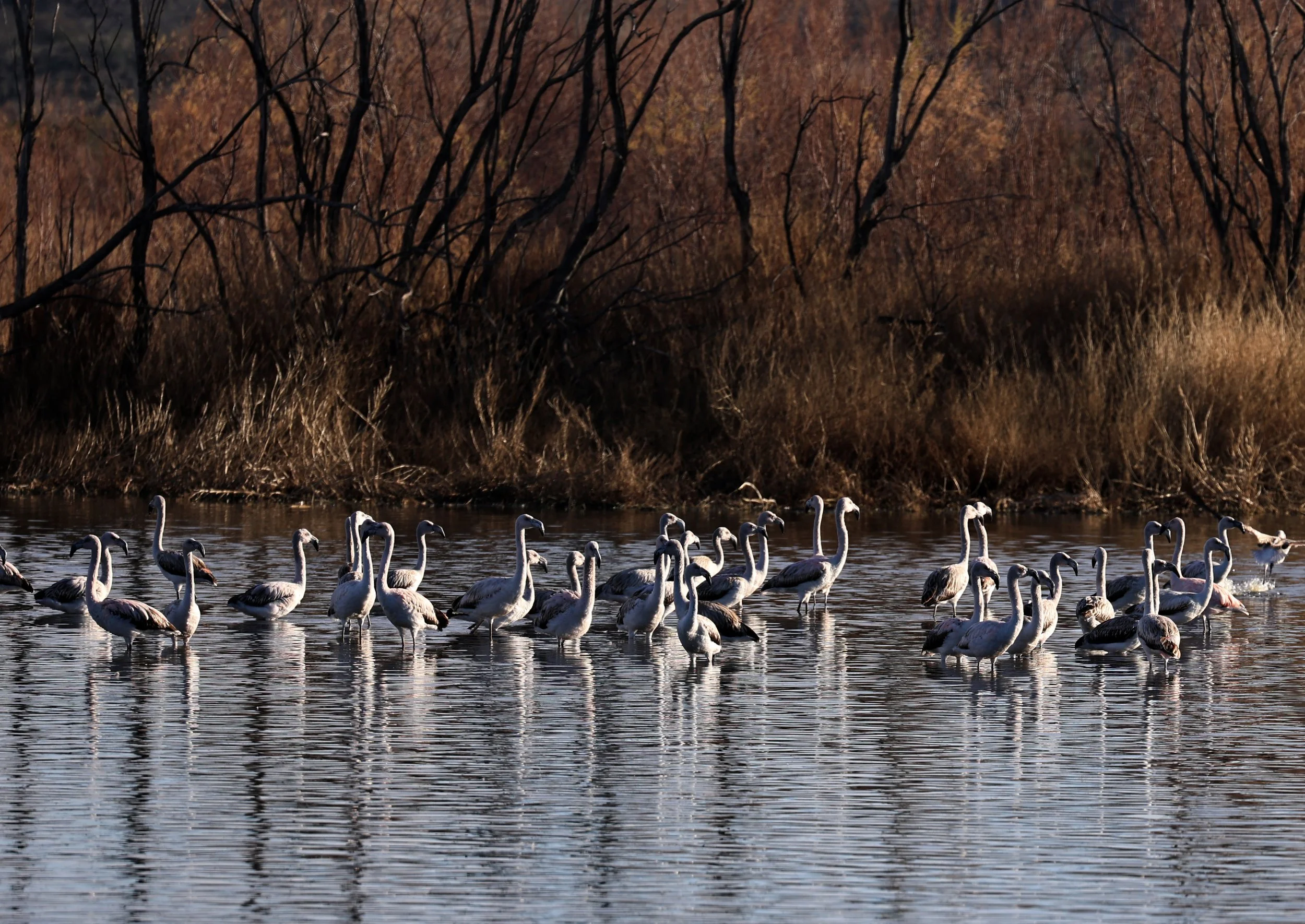 Chilean Flamingo (Phoenicopterus chilensis) Lagunas del Ornitólogo, Trelew Argentina (37).jpg
