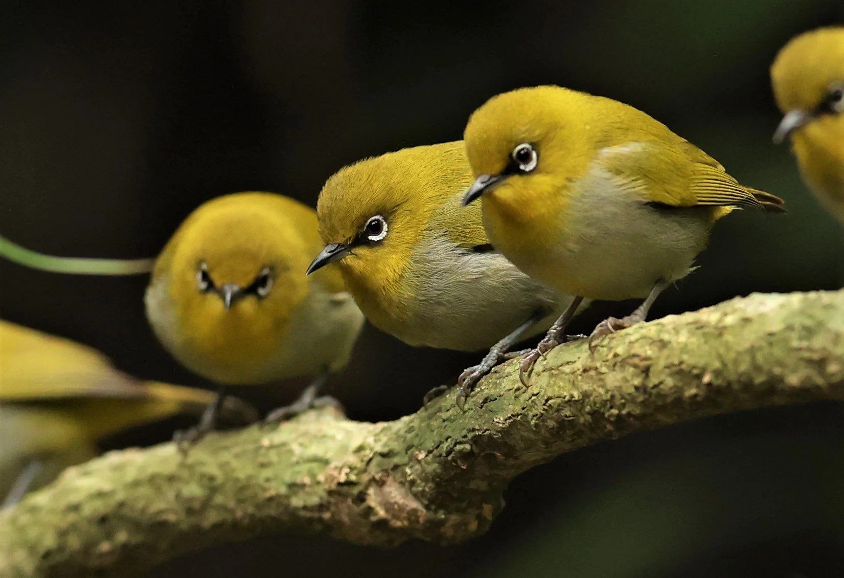 Indian White-eye (Zosterops palpebrosus) Doi Inthanon NP Chiang Mai (24).JPG