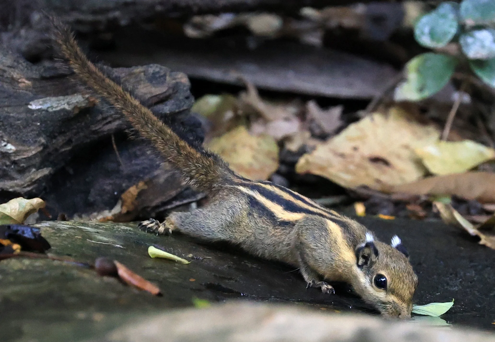 Indochinese Striped Squirrel (Tamiops barbei) Kaeng Krachan National Park ESS Expedition 2026 (12).jpg