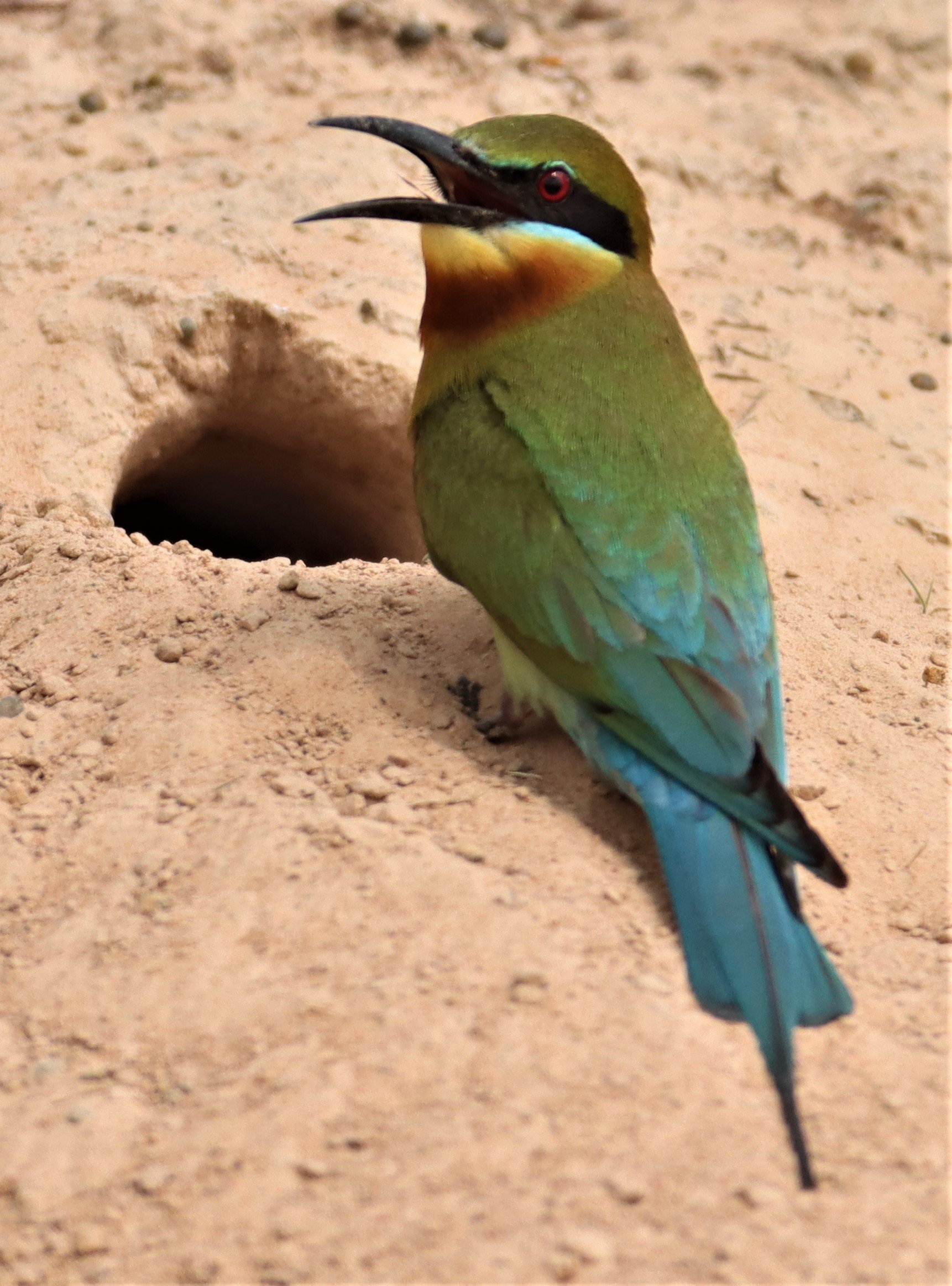 BEE-EATER - BLUE-TAILED BEE-EATER - Merops philippinus - KABIN BURI WETLANDS IN TOWN (22).jpg