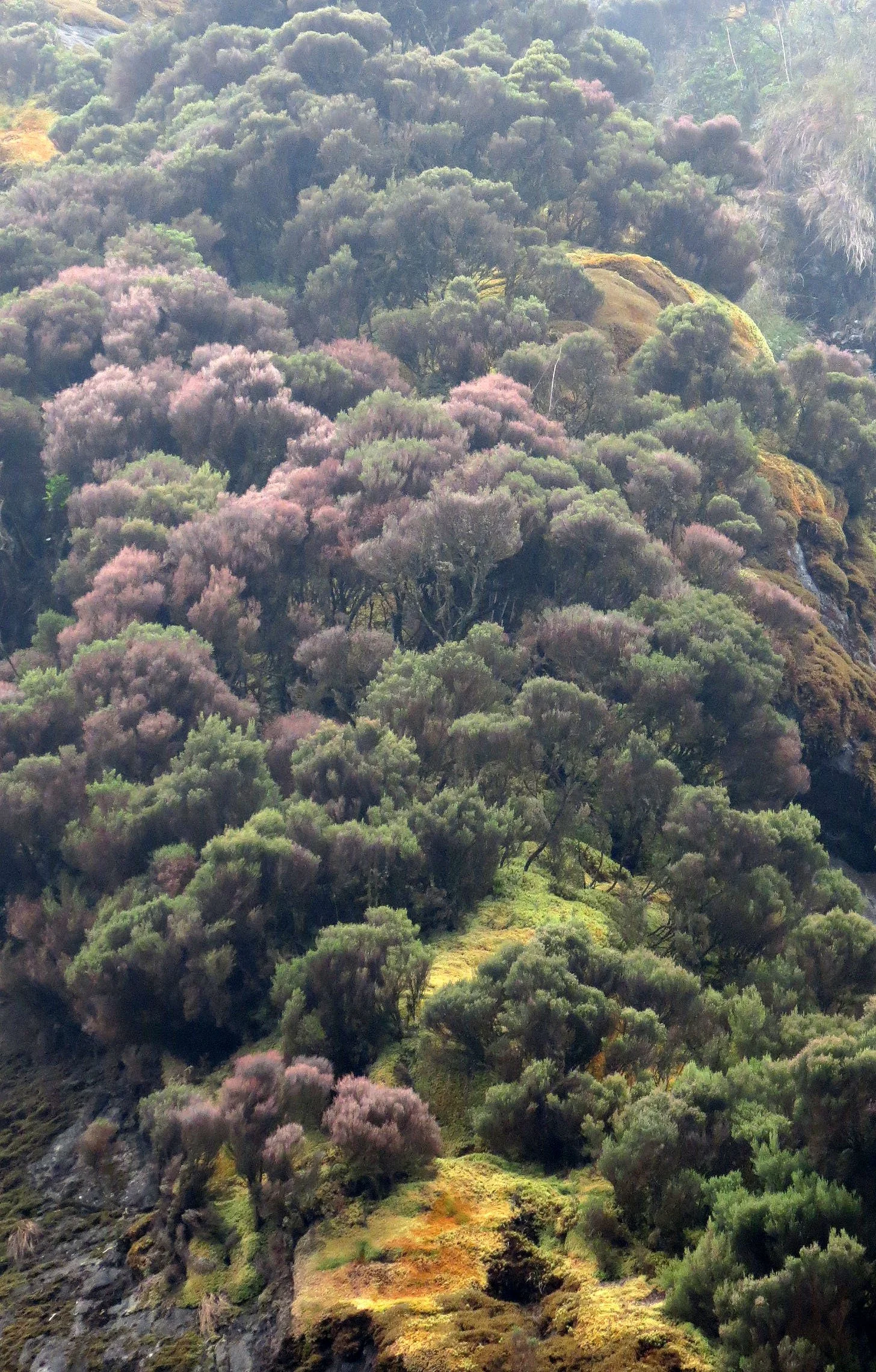 RWENZORI NATIONAL PARK UGANDA (116).JPG