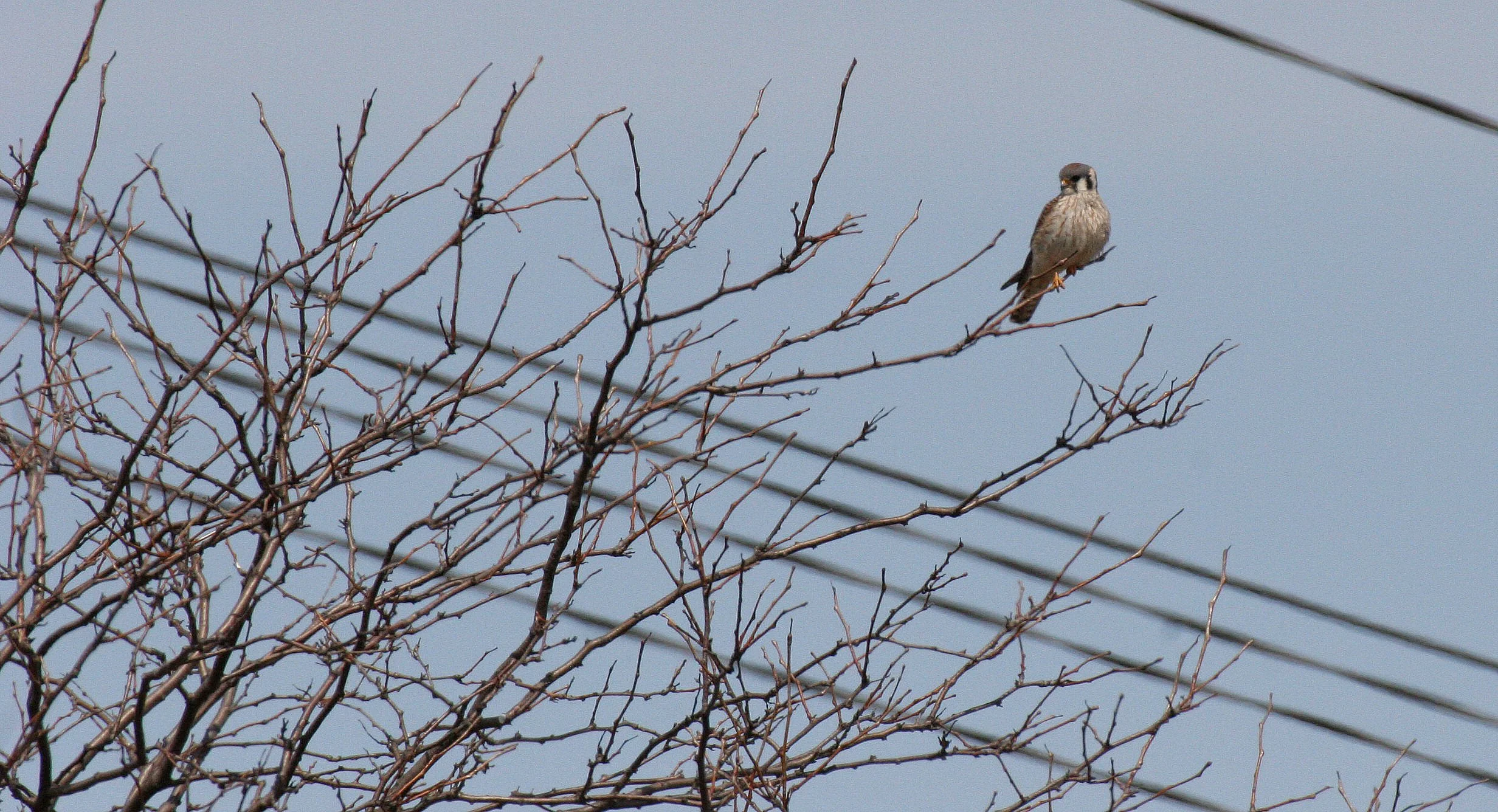 BIRD - AMERICAN KESTREL - SPRINGBROOK FOREST PRESERVE ILLINOIS (3).JPG