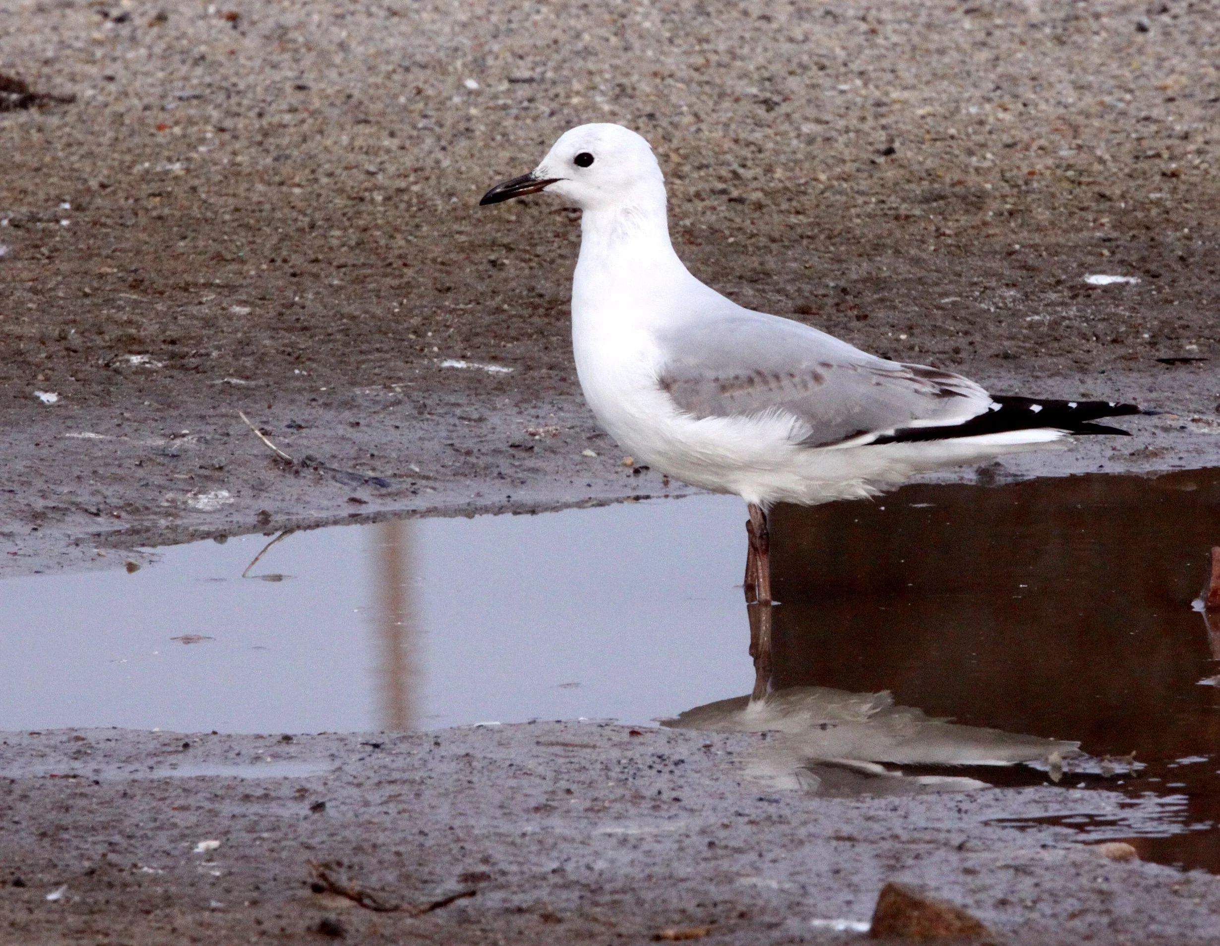 BIRD - GULL - HARTLAUB'S GULL - LARUS HARTLAUBII - BIRD ISLAND LAMBERT'S BAY SOUTH AFRICA.JPG
