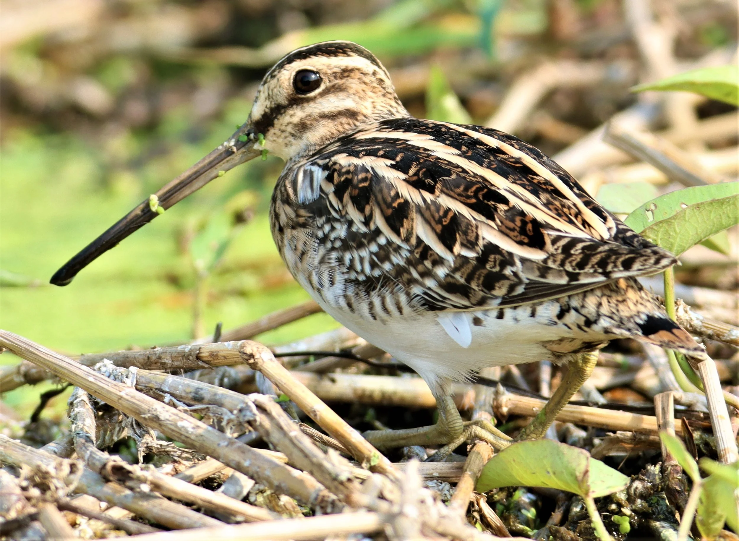 SNIPE - COMMON SNIPE - Gallinago gallinago - LAT KRABANG WETLANDS NEAR BKK (149).jpg