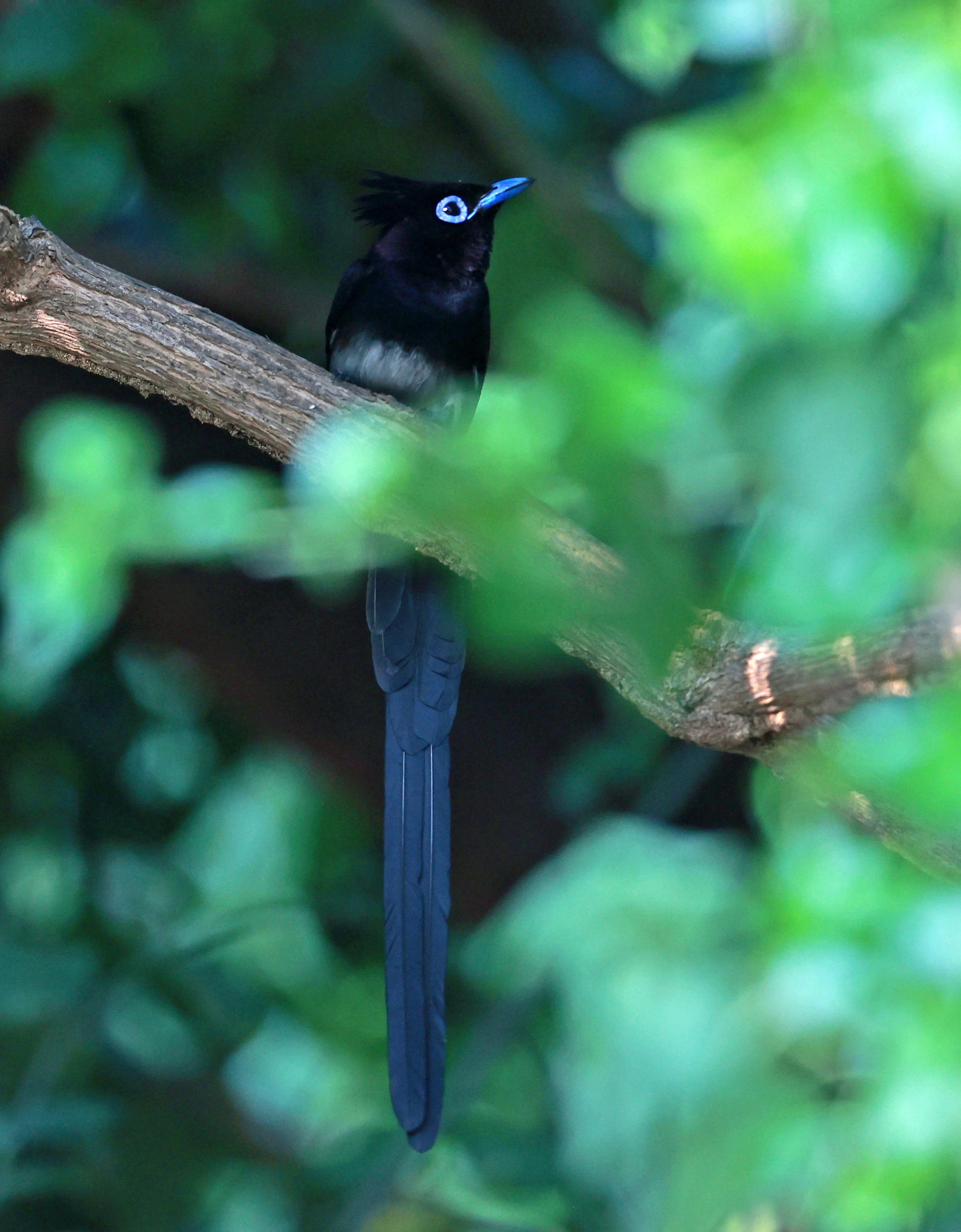  Black or Japanese Paradise Flycatcher (Terpsiphone atrocaudata) Bang Pu Mangrove Forest Preserve 