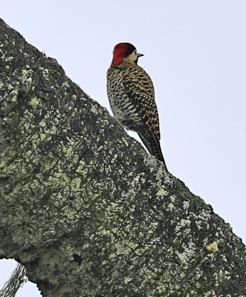Green-barred Woodpecker (Colaptes melanochloros) El Palmar National Park, Entre Rios, Argentina (1).jpg