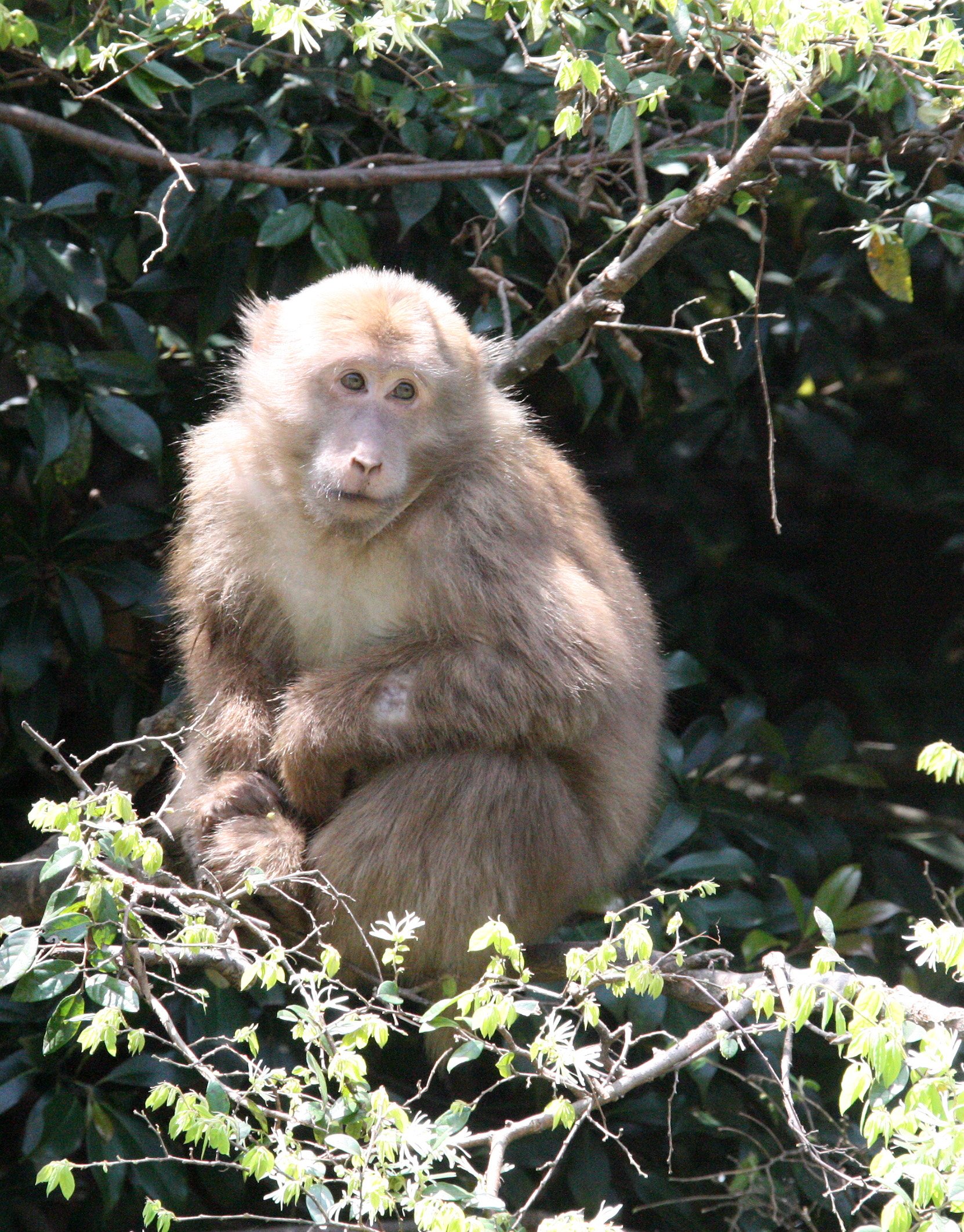 CERCOPITHECIDAE - Macaca thibetana huangshanensis - HUANGSHAN TIBETAN MACAQUE - MONKEY VALLEY - FUXI VILLAGE NEAR HUANGSHAN CHINA (285).JPG