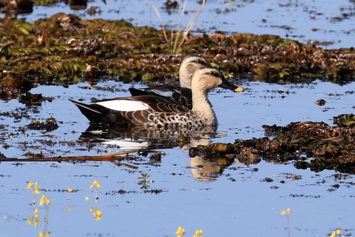 Indian Spot-billed Duck (Anas poecilorhyncha) Nong Han Lake & Wetland - Sakon Nakhon Province (5).jpg