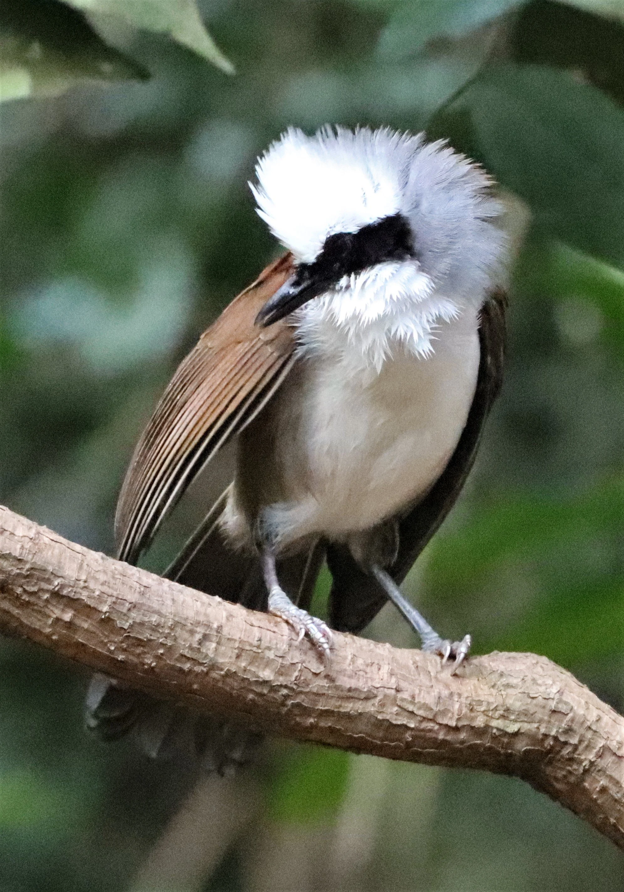 LAUGHINGTHRUSH - WHITE-CRESTED LAUGHINGTHRUSH - Garrulax leucolophus - KAENG KRACHAN THAILAND NEUNG HIDE (13).jpg