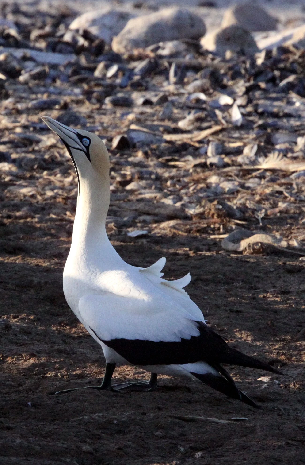 Cape gannet (Morus capensis) Lambert's Bay South Africa (62).JPG