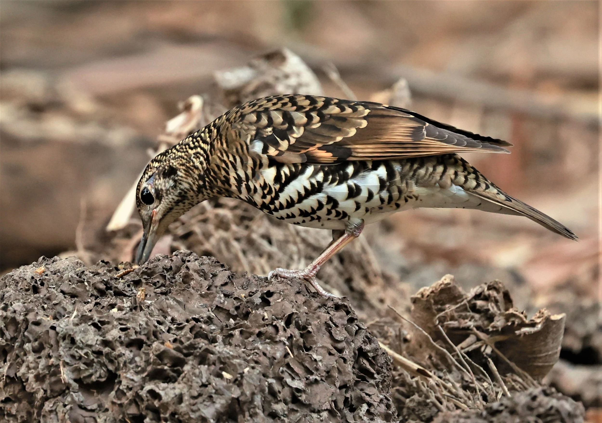 White's Thrush (Zoothera aurea) Putthamonthon Park Nakhon Pathom Thailand (138).jpg