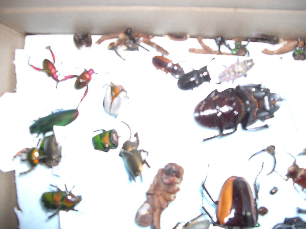 2003-11-24 BROKEN BUGS (3).JPG