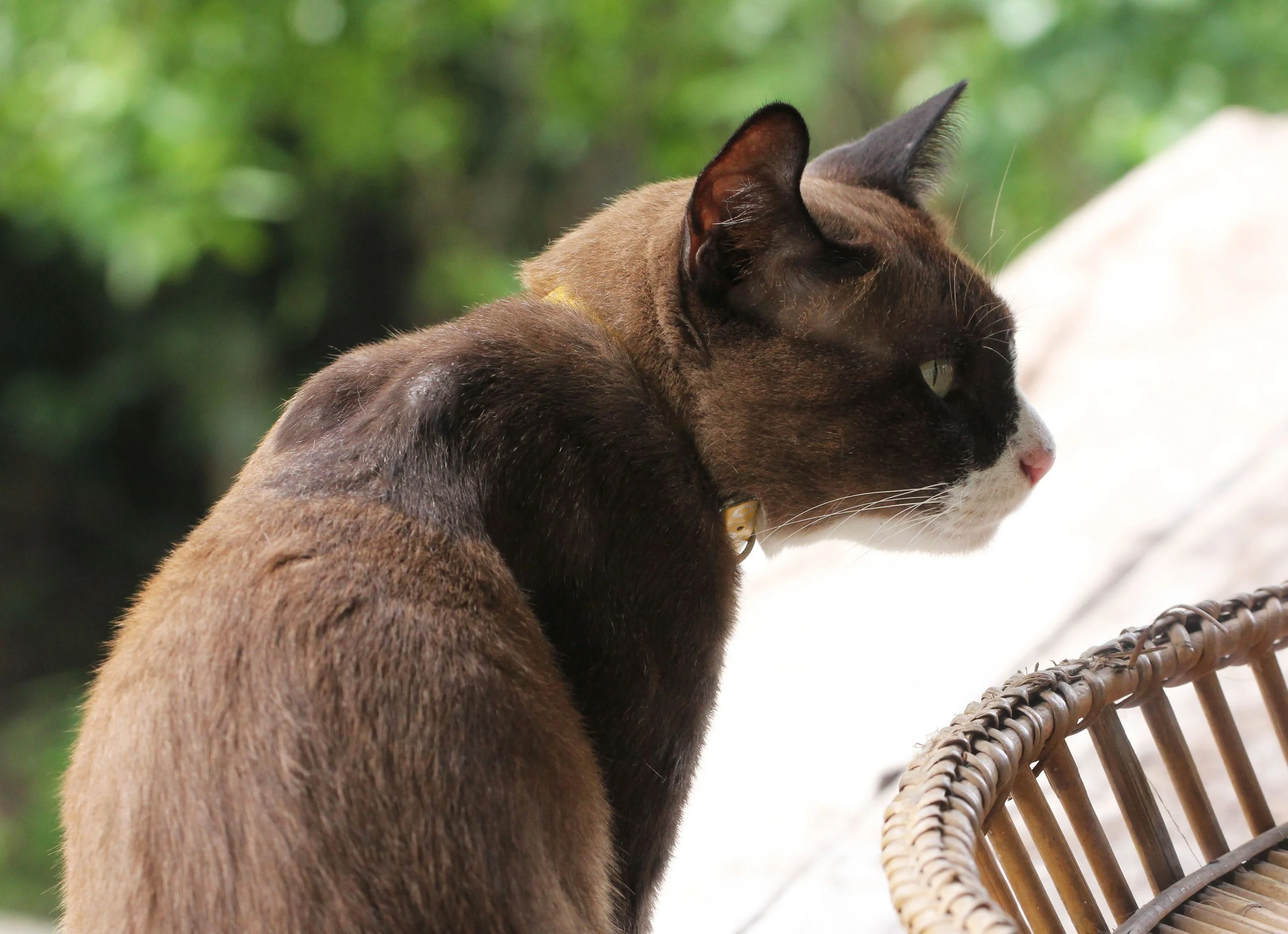 2014 Koh Kret Nonthaburi Bike Ride (153).JPG