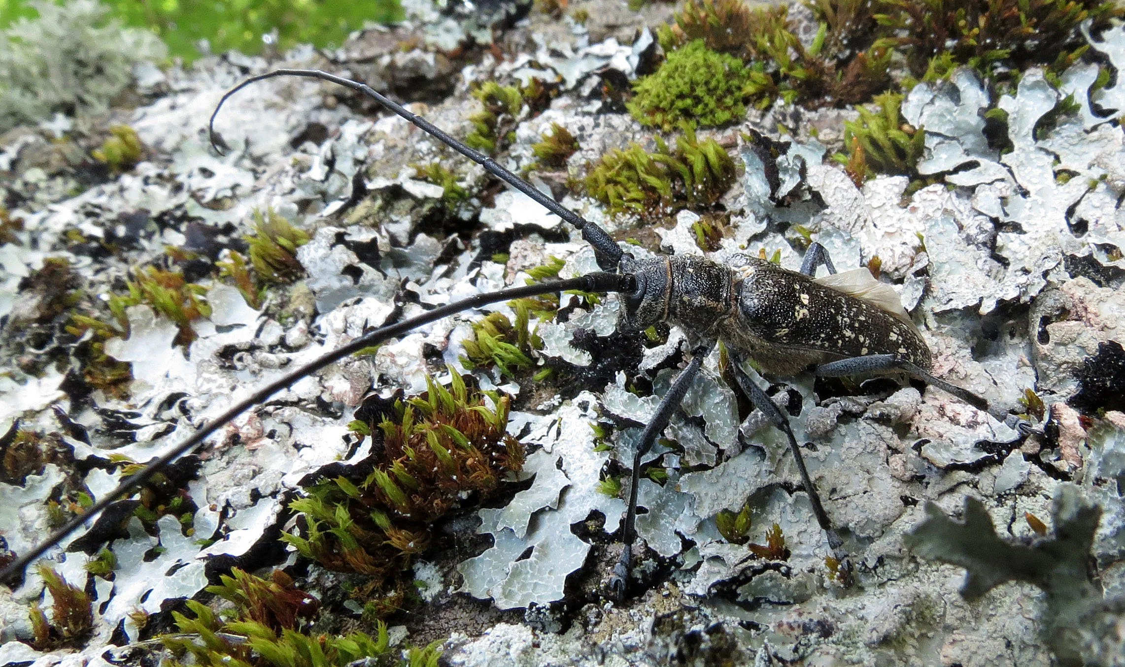 Monochamus galloprovincialis - Vercor NP, France (5).JPG