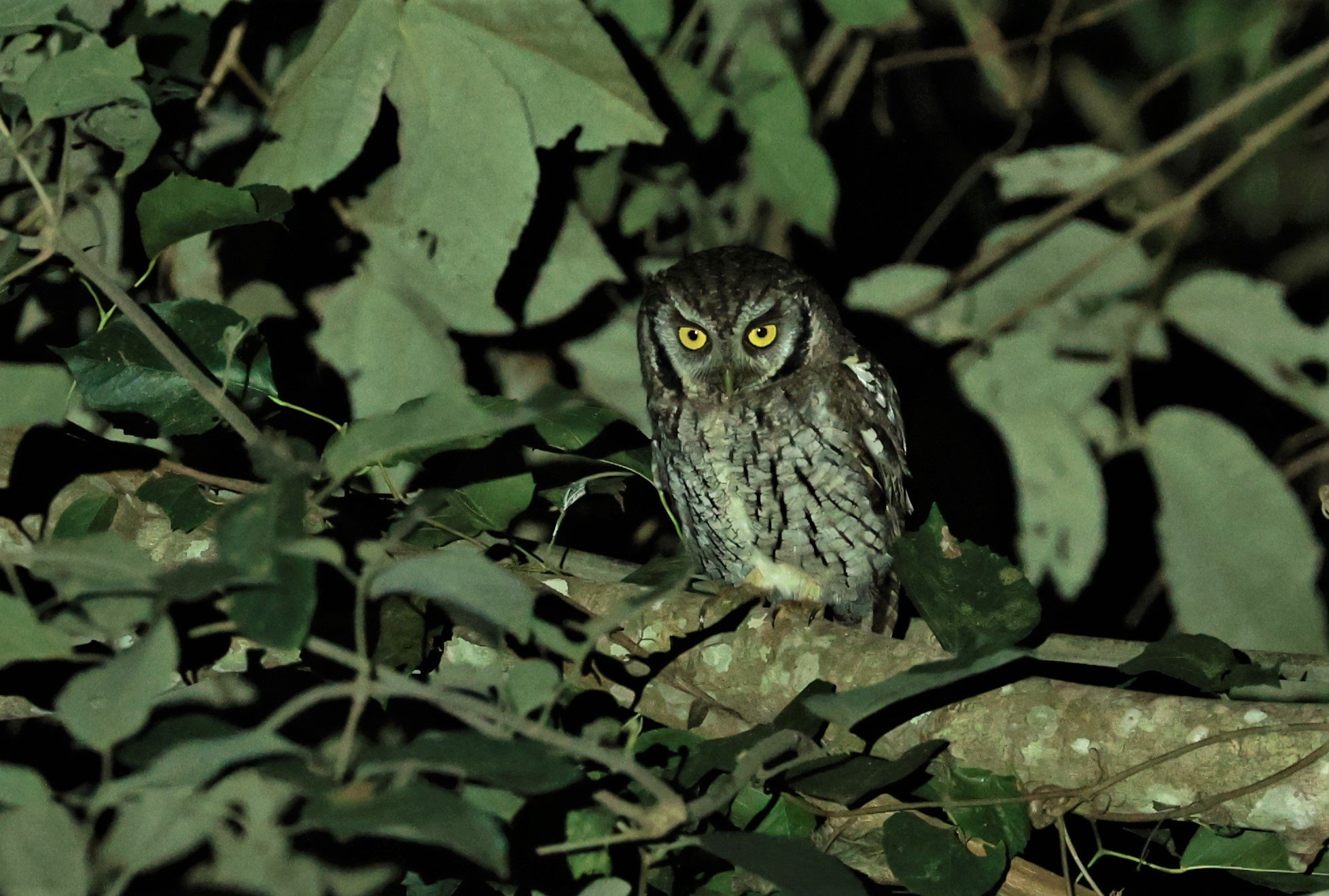 Owl - Tropical Screech Owl - Megascops choliba - Nazare Paulista, Sao Paulo State, Brazil (16).jpg