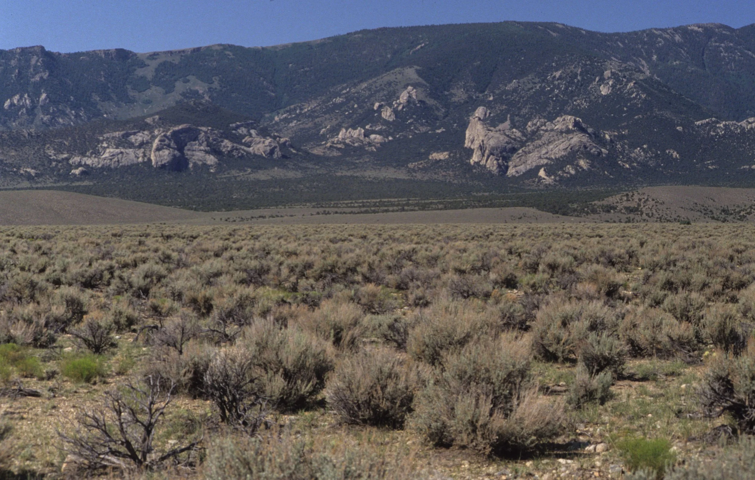 GREAT BASIN NP - SAGEBRUSH SCRUB COMMUNITY.jpg