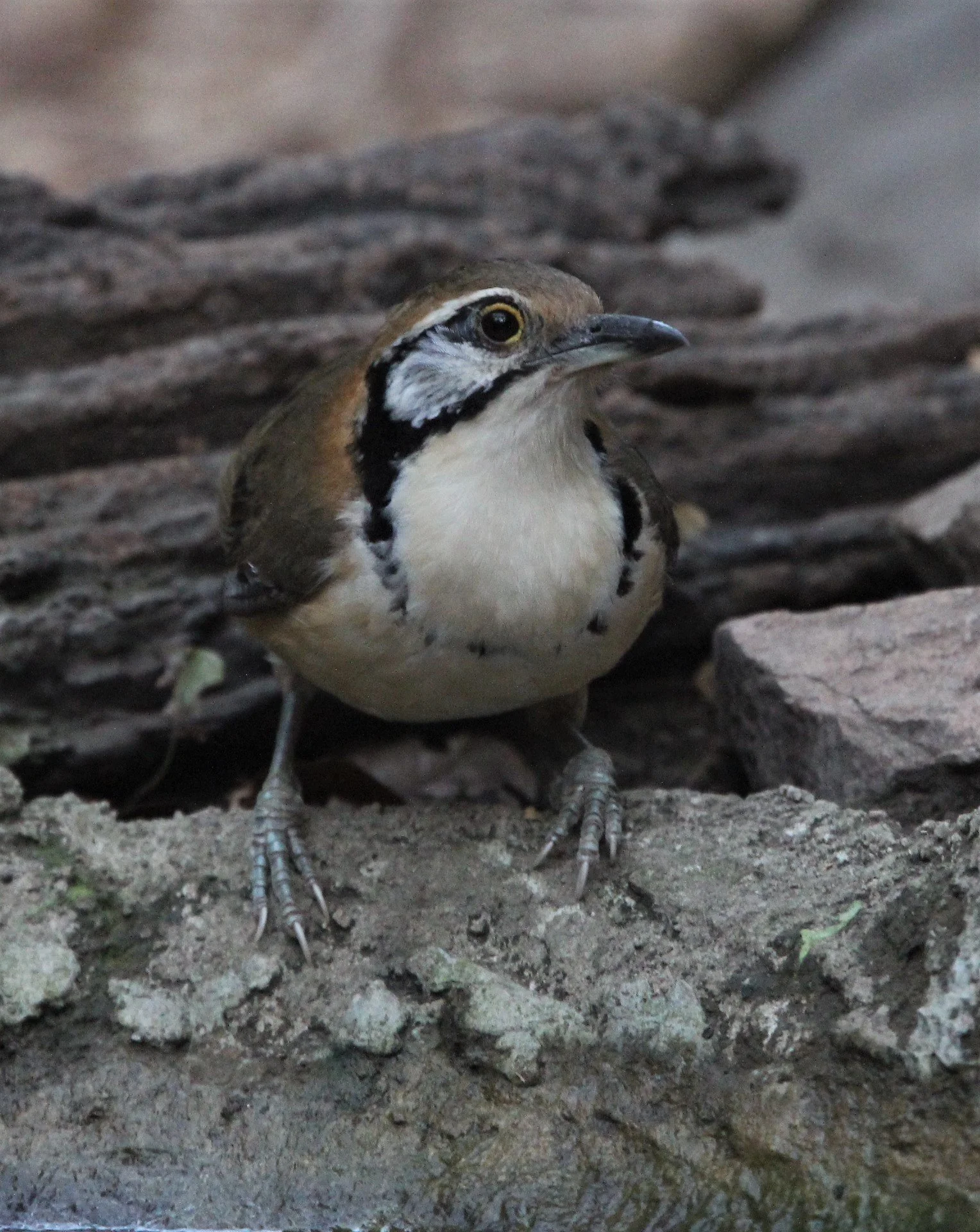 LAUGHINGTHRUSH - GREATER NECKLACED LAUGHINGTHRUSH - Garrulax pectoralis - LUNG SIN HIDE, KAENG KRACHAN (2).jpg