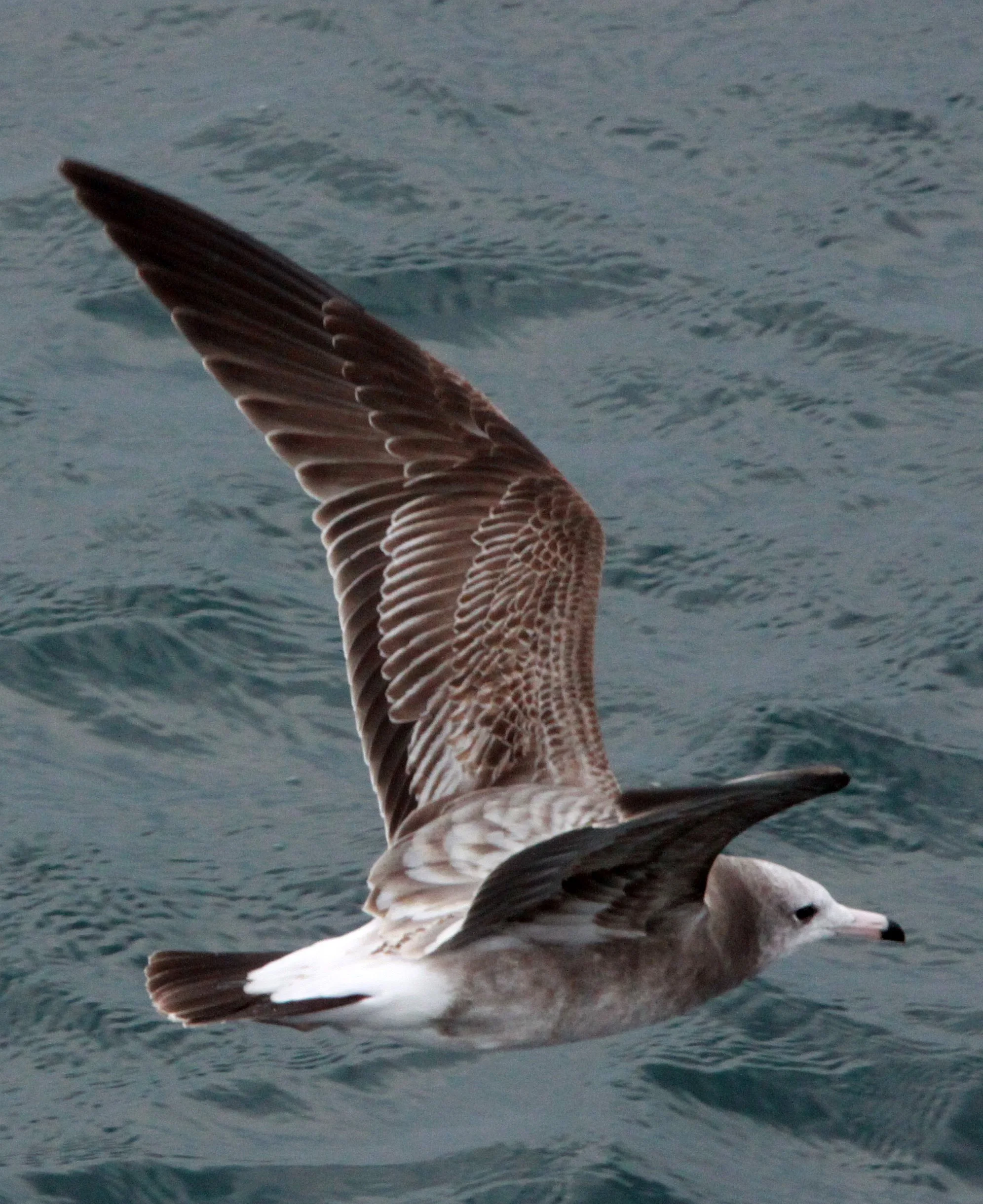 BIRD - GULL - BLACK-TAILED GULL - 1ST WINTER FORM - IRAGO STRAIT JAPAN (1).JPG