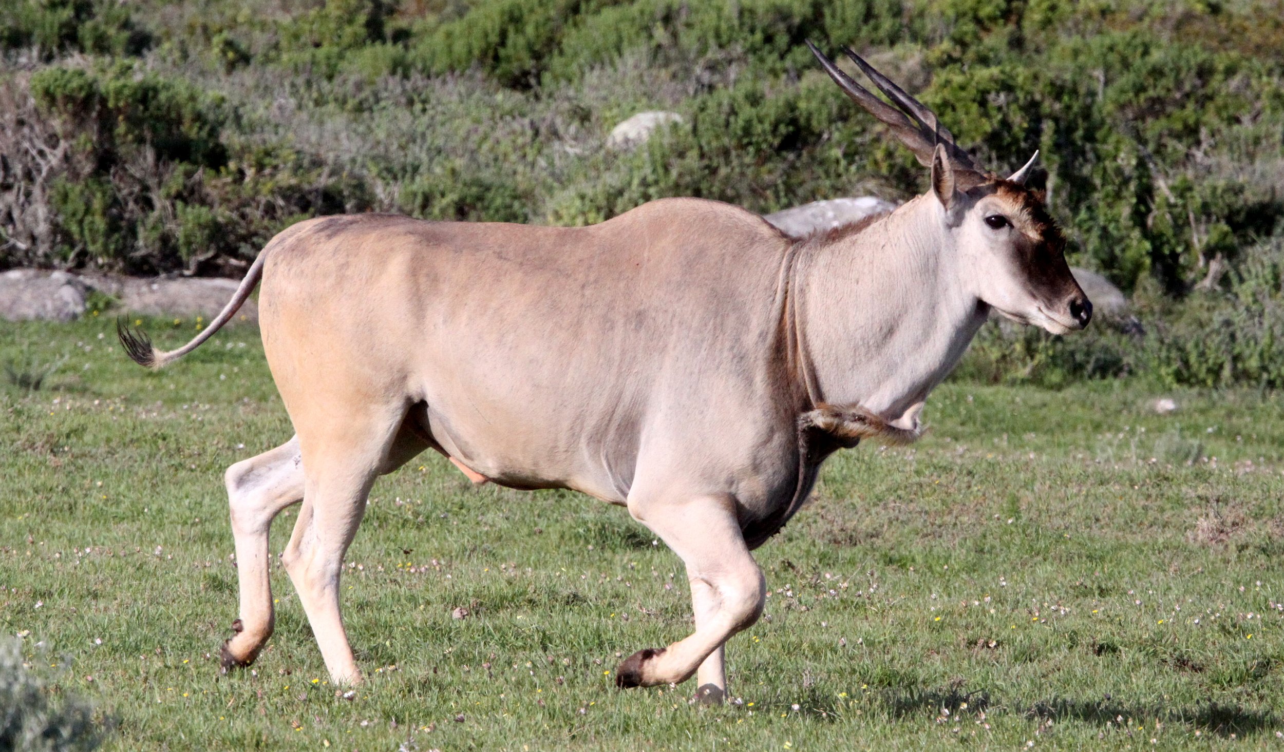 ELAND - CAPE ELAND - Taurotragus oryx oryx - WEST COAST NATIONAL PARK SOUTH AFRICA (10).JPG