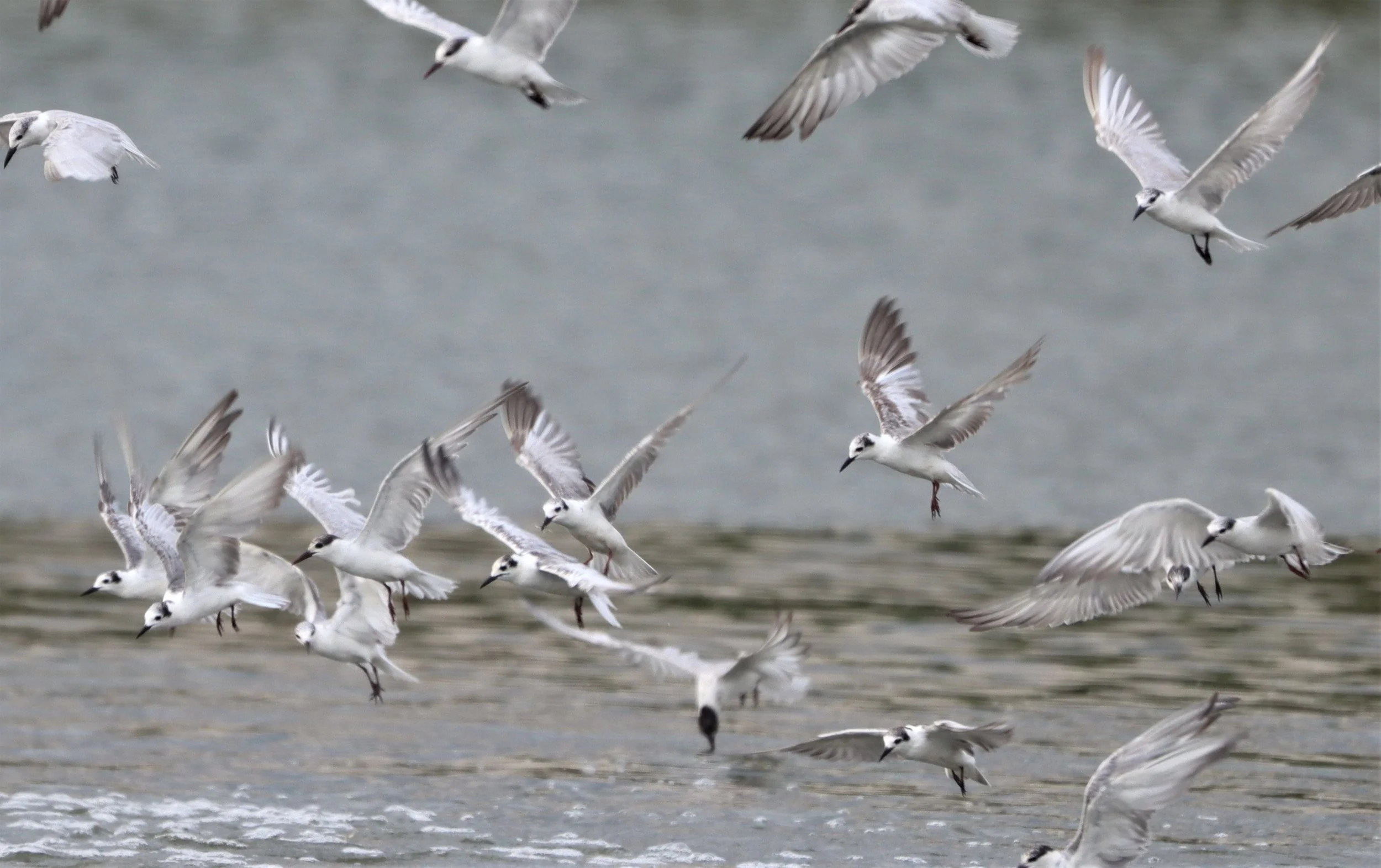 TERN - WHITE-WINGED TERN - Chlidonias leucopterus - SOME WHISKERED TERN - Chlidonias hybridus - LAT KRABANG WETLANDS NEAR BANGKOK (46).jpg