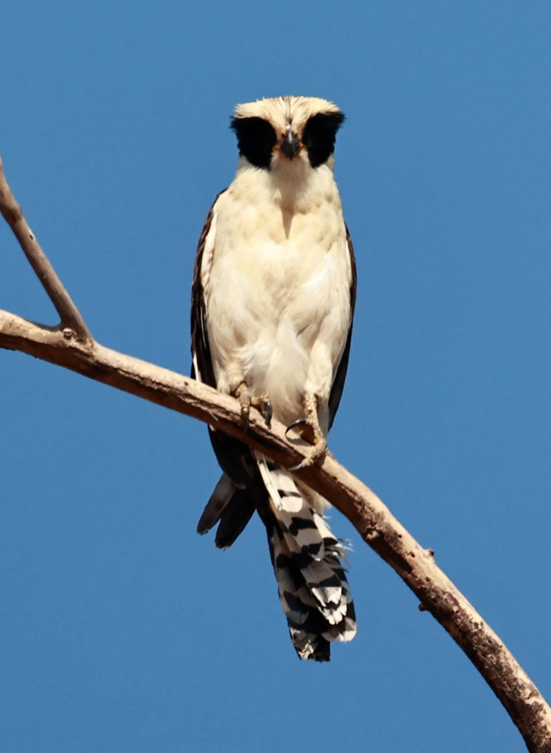 Falcon - Laughing Falcon - Herpetotheres cachinnans - Pantanal - Mato Grosso, Transpantaneira M-060 (29).jpg
